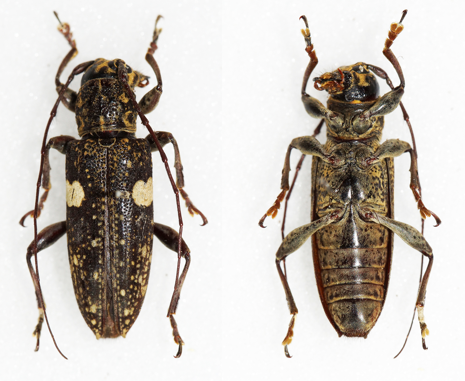 Mimosybra bimaculata