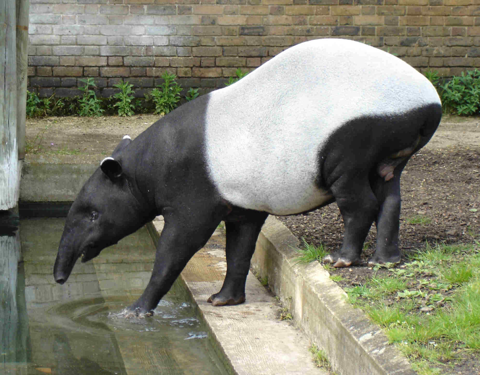 Tapir asia