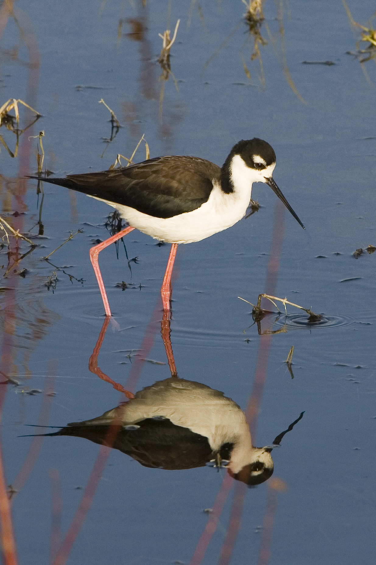 Gagang-bayam leher-hitam