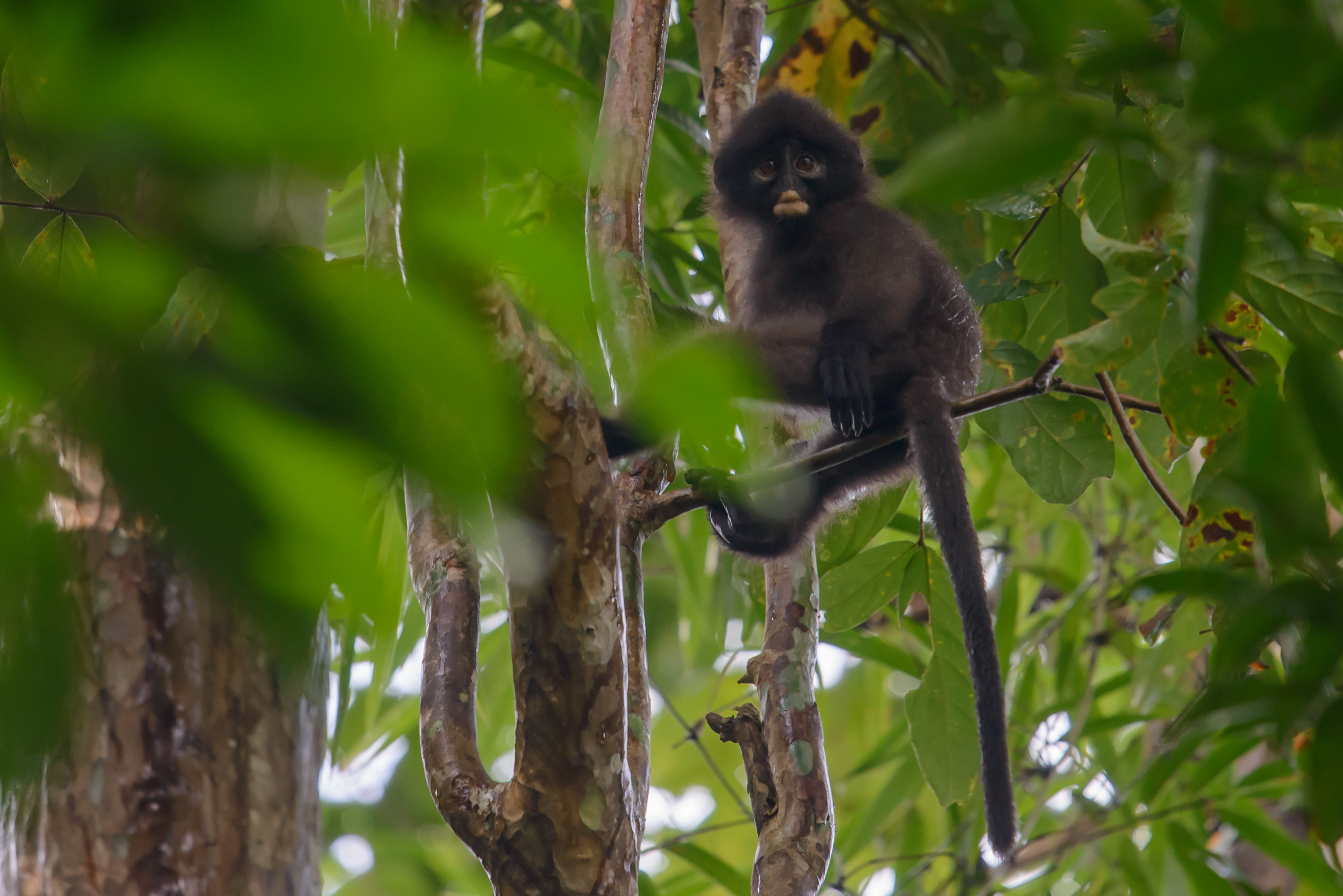 Lutung belang robinson