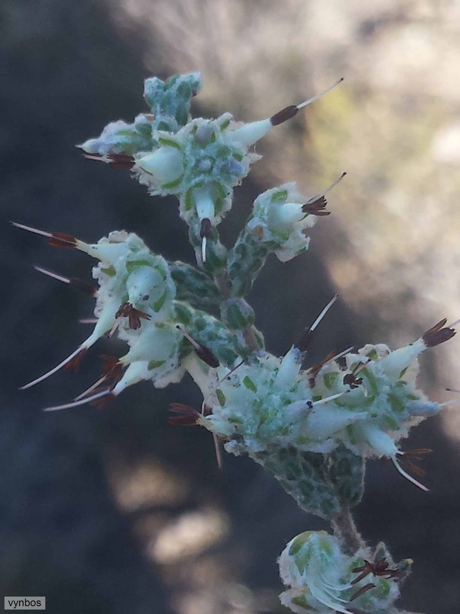 Erica xeranthemifolia