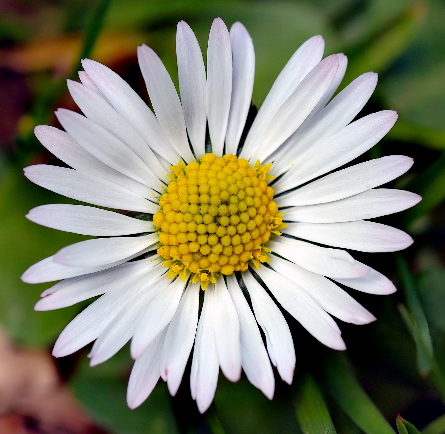 Bellis perennis