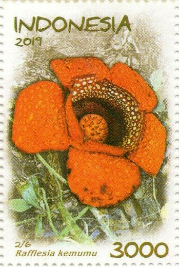 Rafflesia kemumu