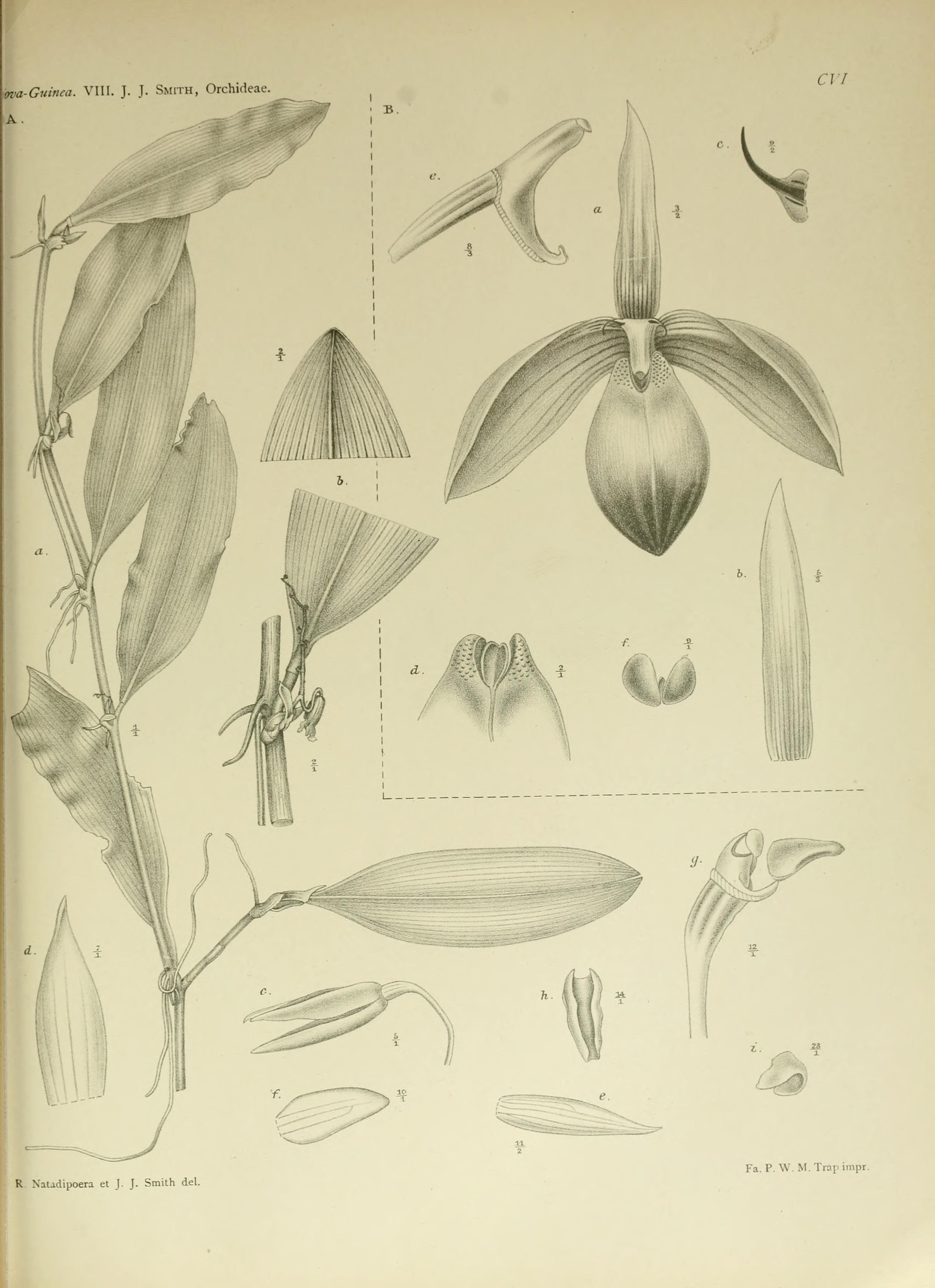 Bulbophyllum papilio
