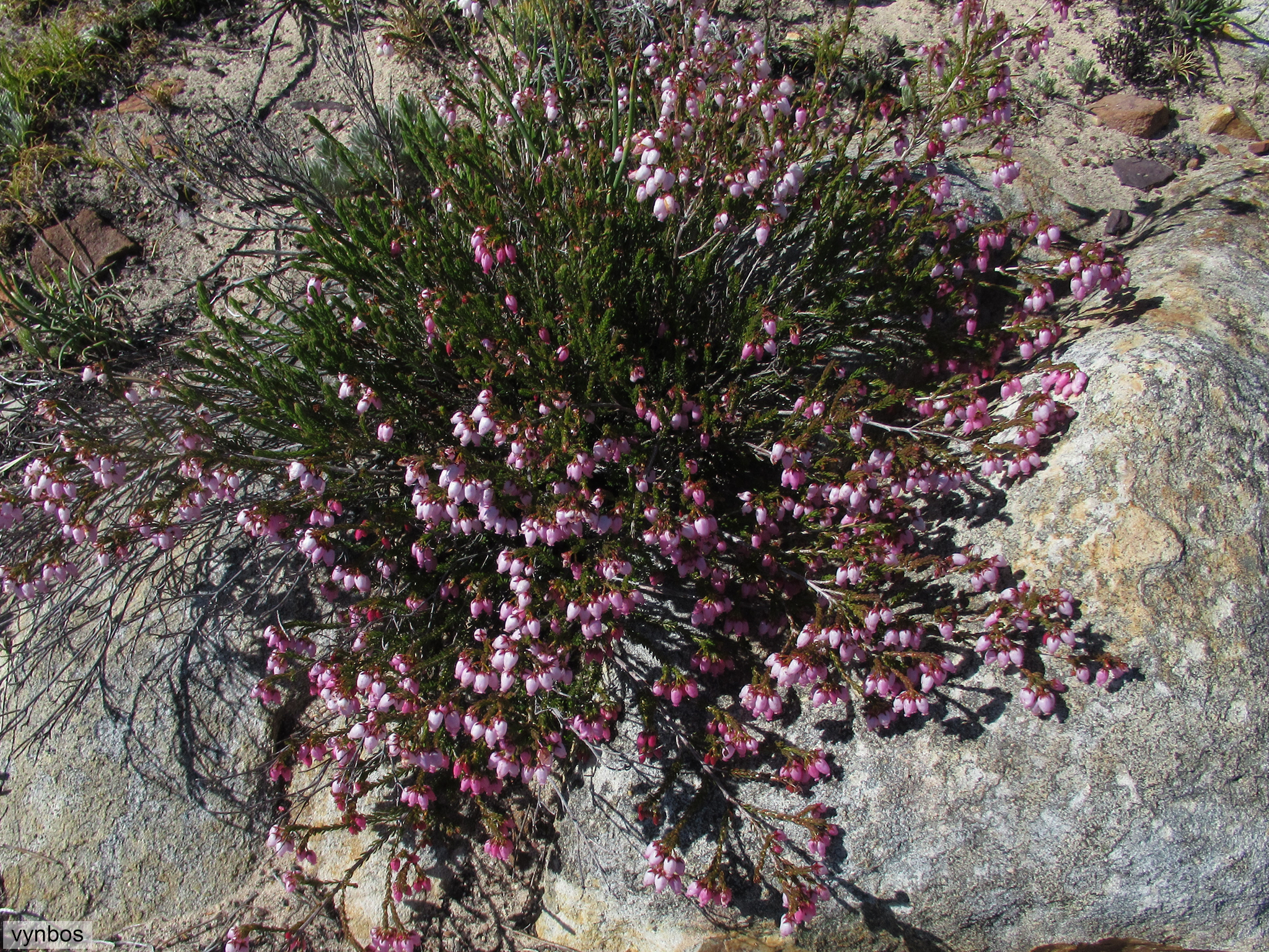Erica incarnata