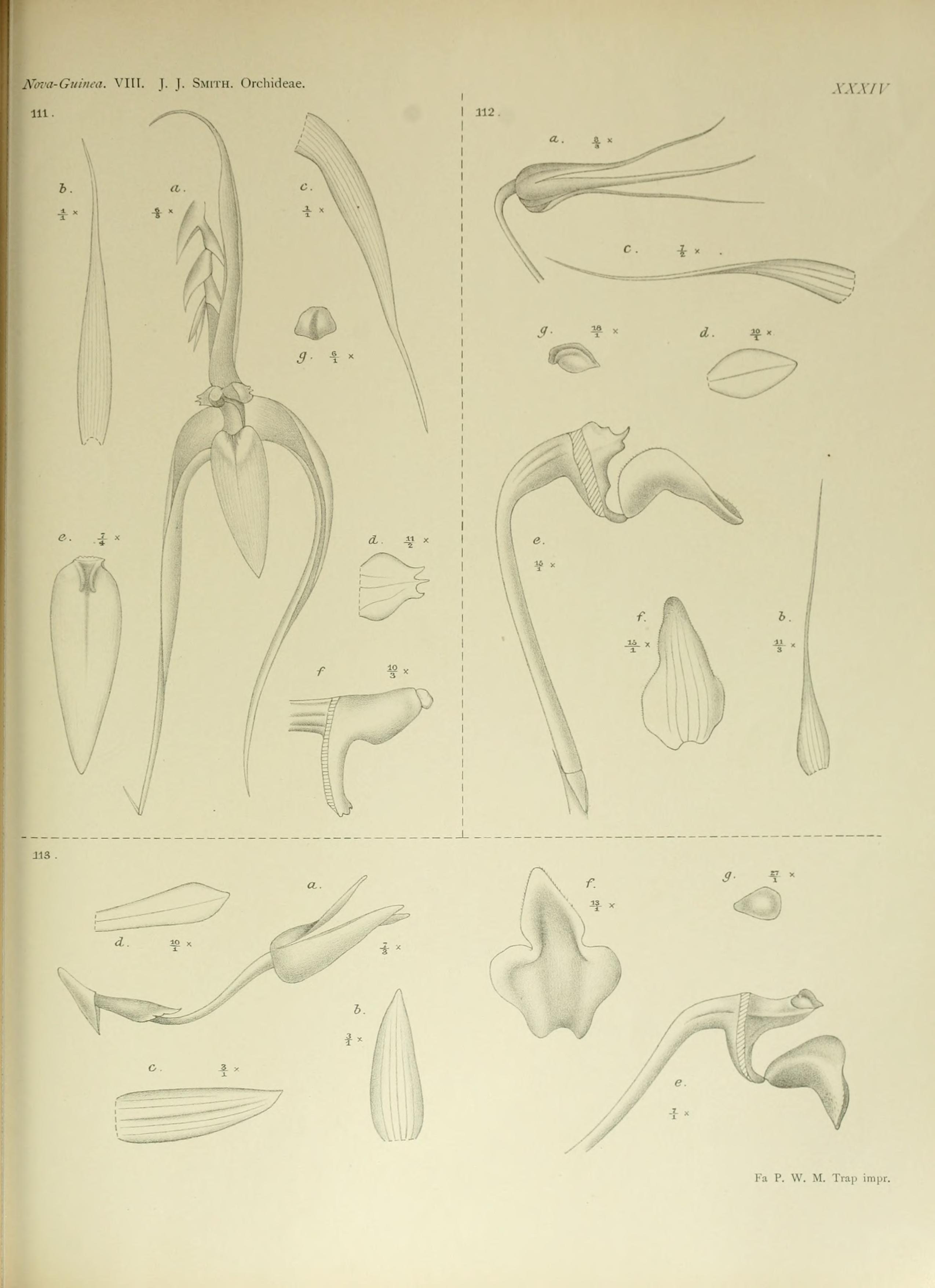 Bulbophyllum trifilum