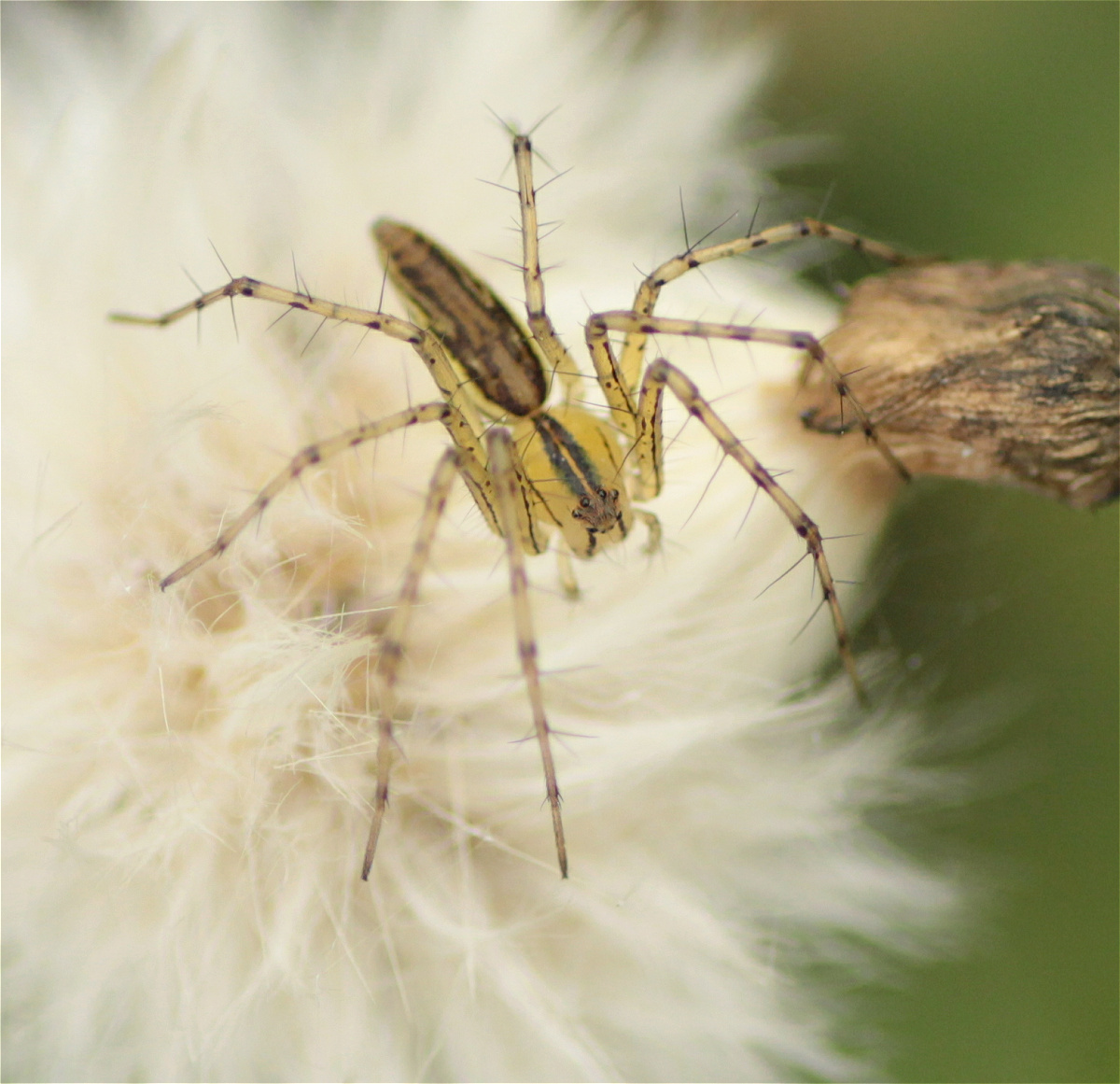 Peucetia rubrolineata