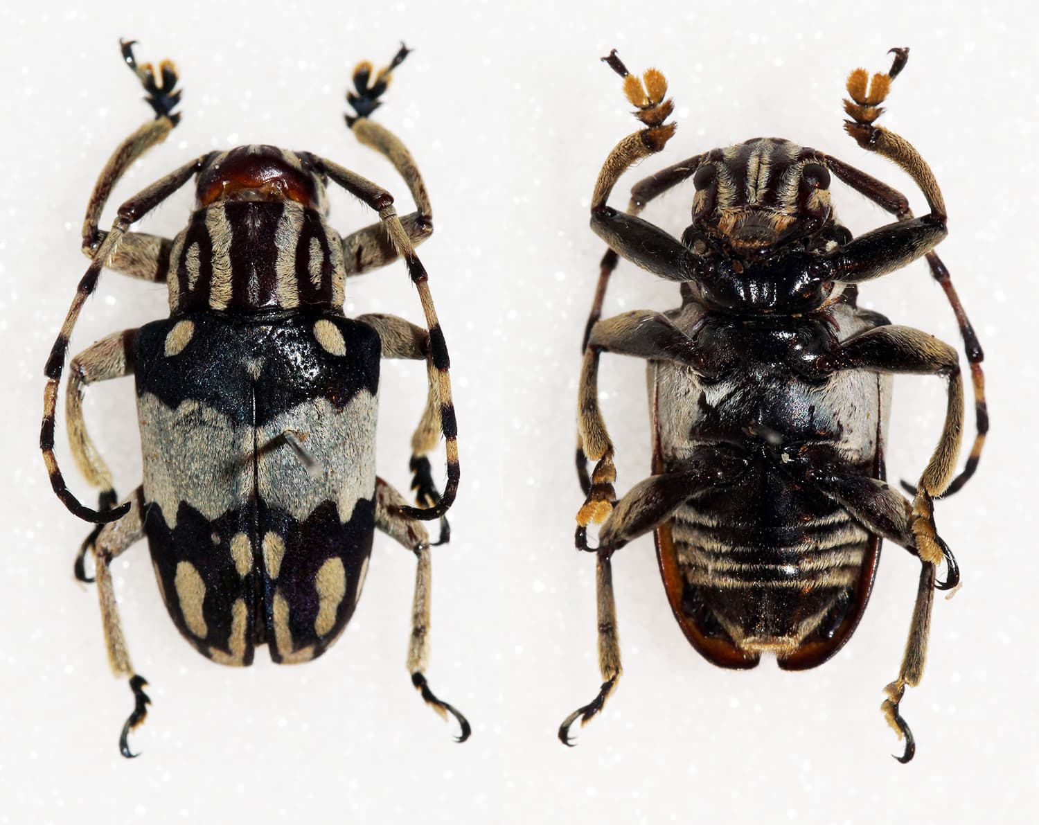 Choeromorpha wallacei