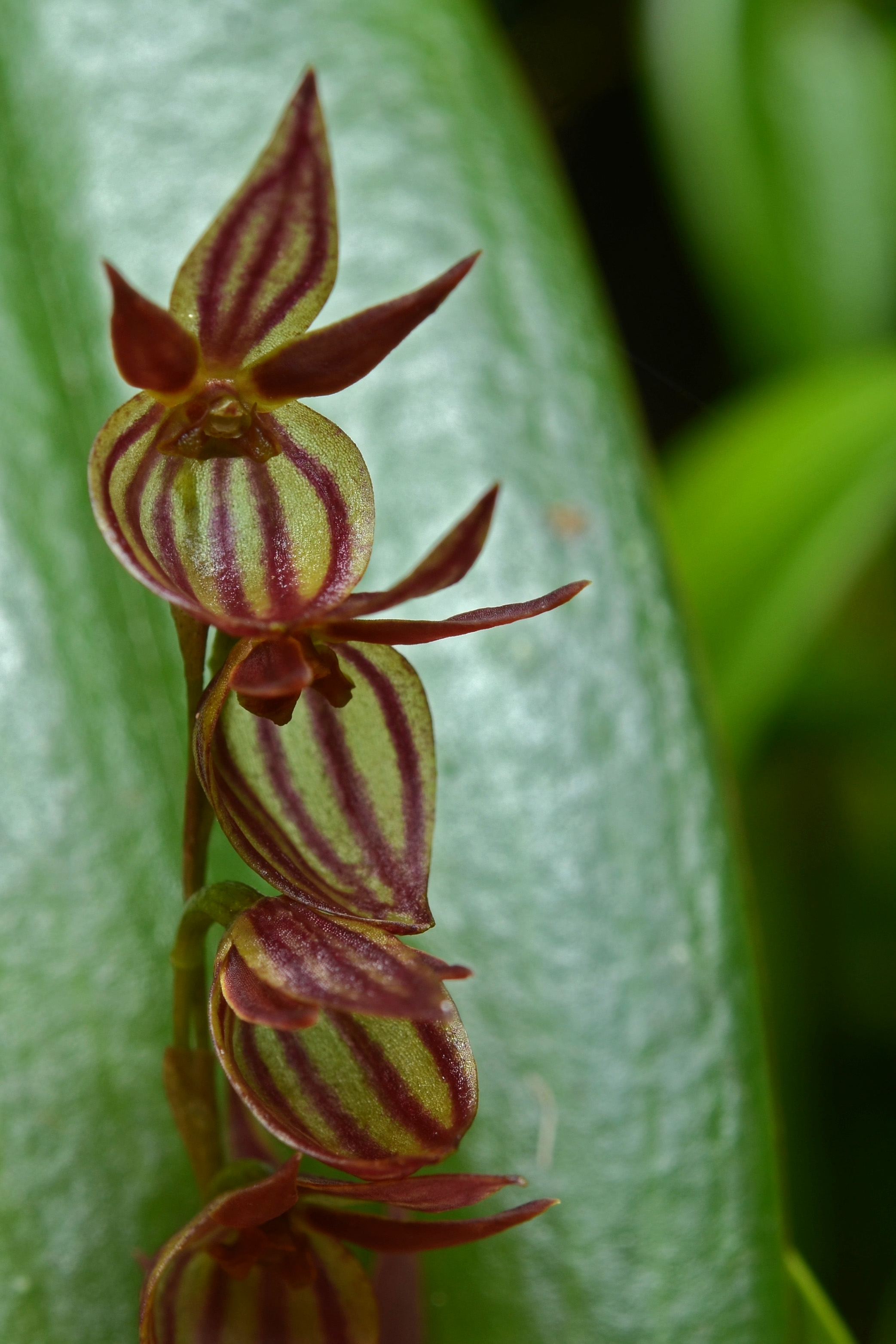 Pleurothallis