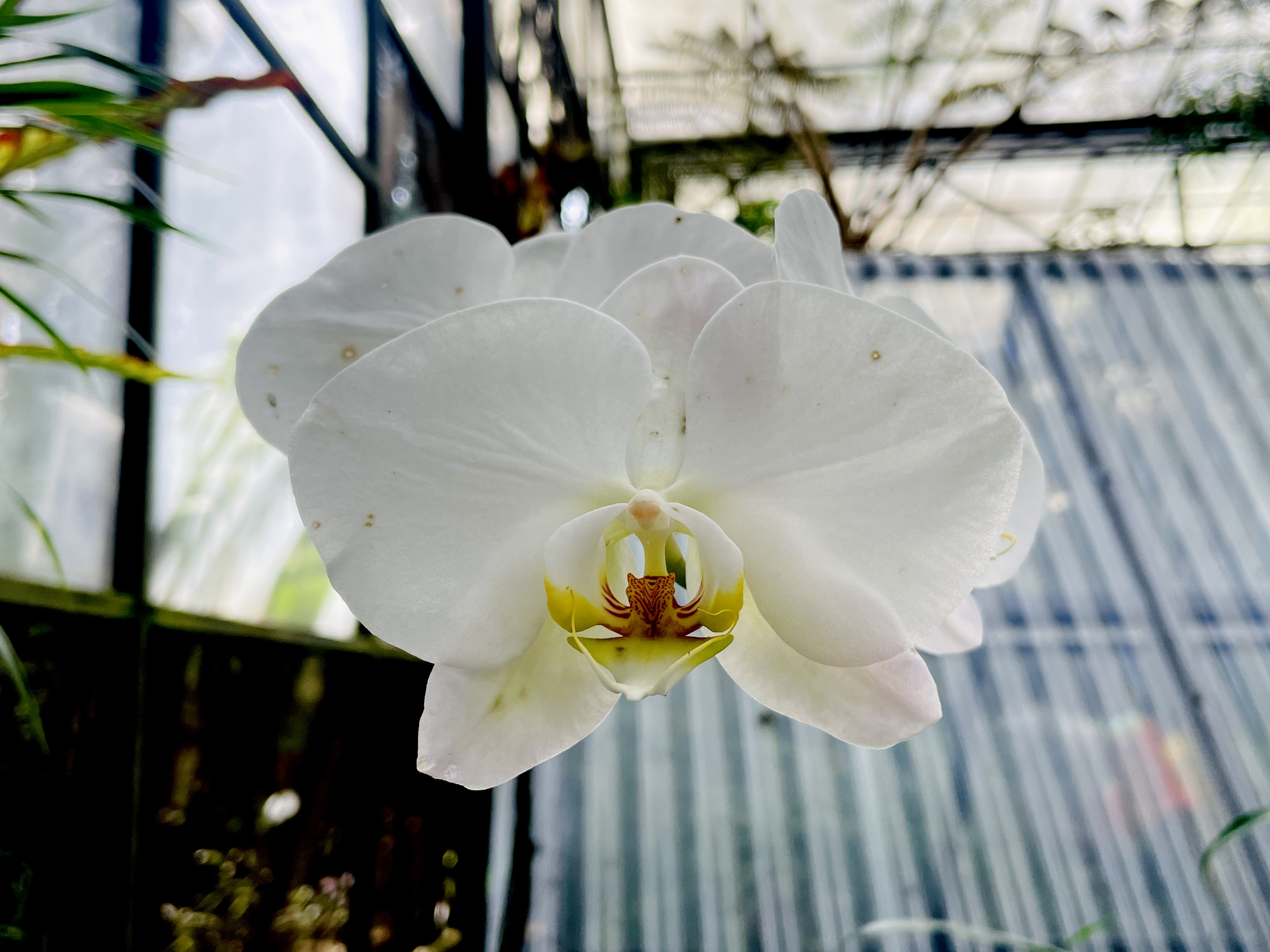 Daftar flora identitas di Indonesia