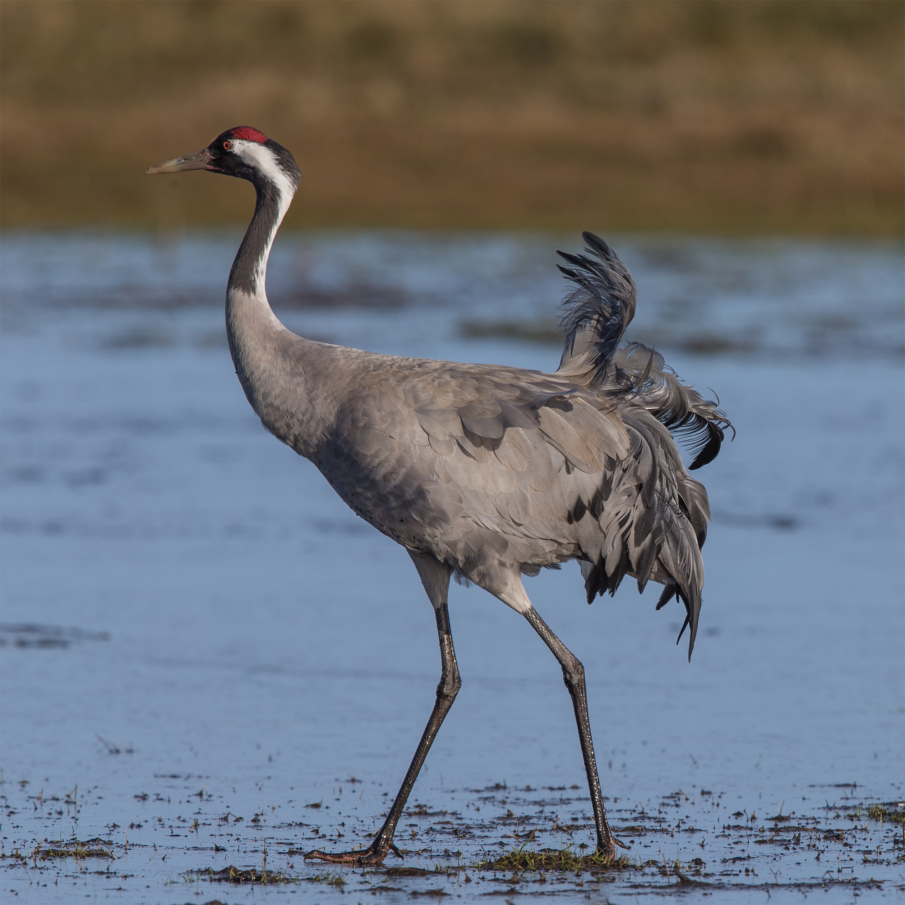 Burung jenjang eurasia