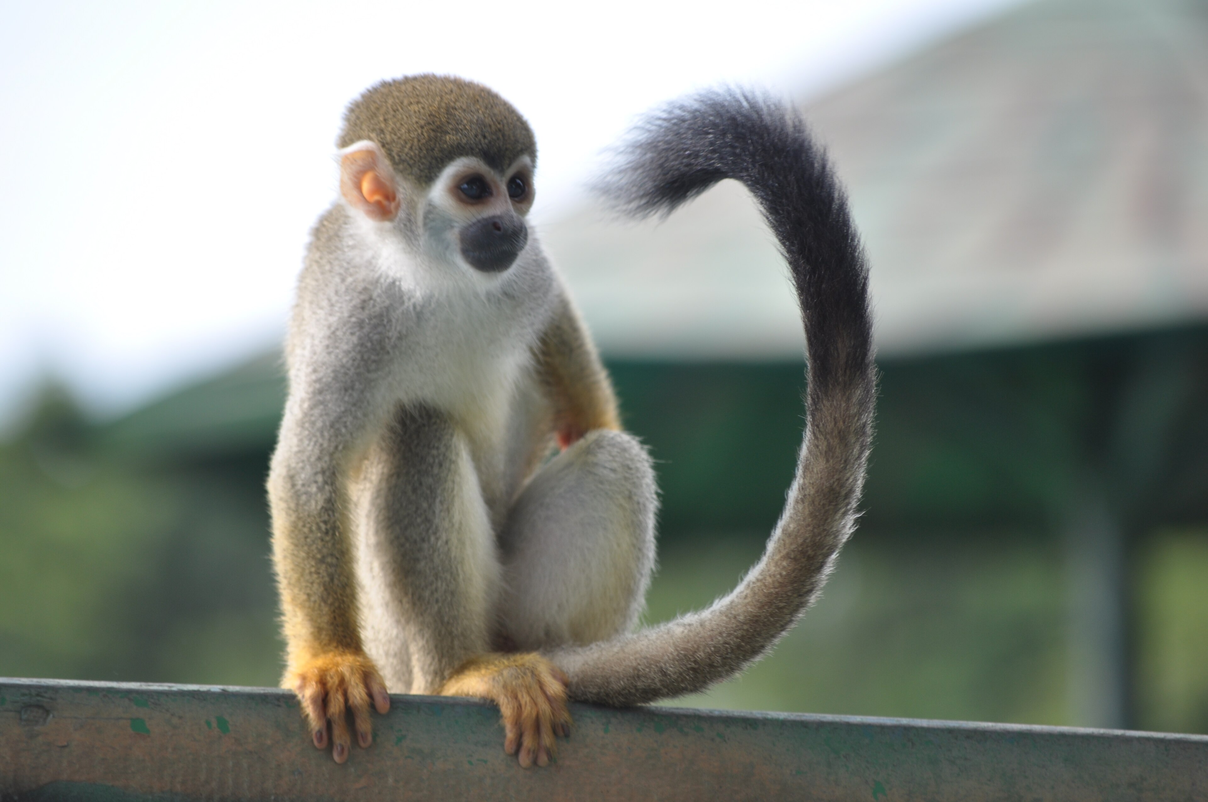 Monyet-bajing humboldt