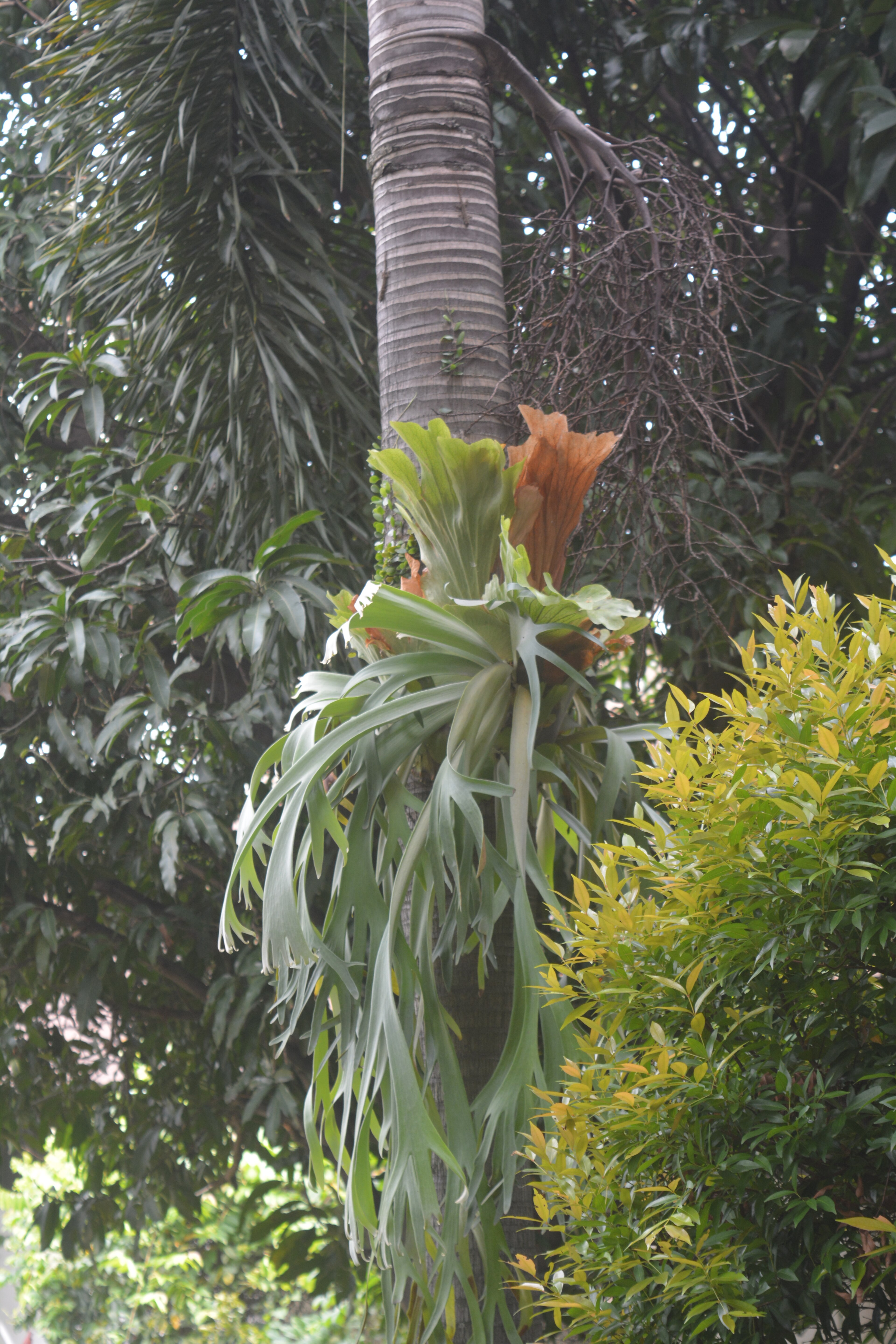 Tanduk rusa (tanaman)