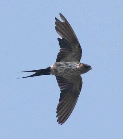 Layang-layang loreng