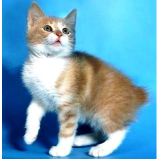 Kucing ekor bundel karelia