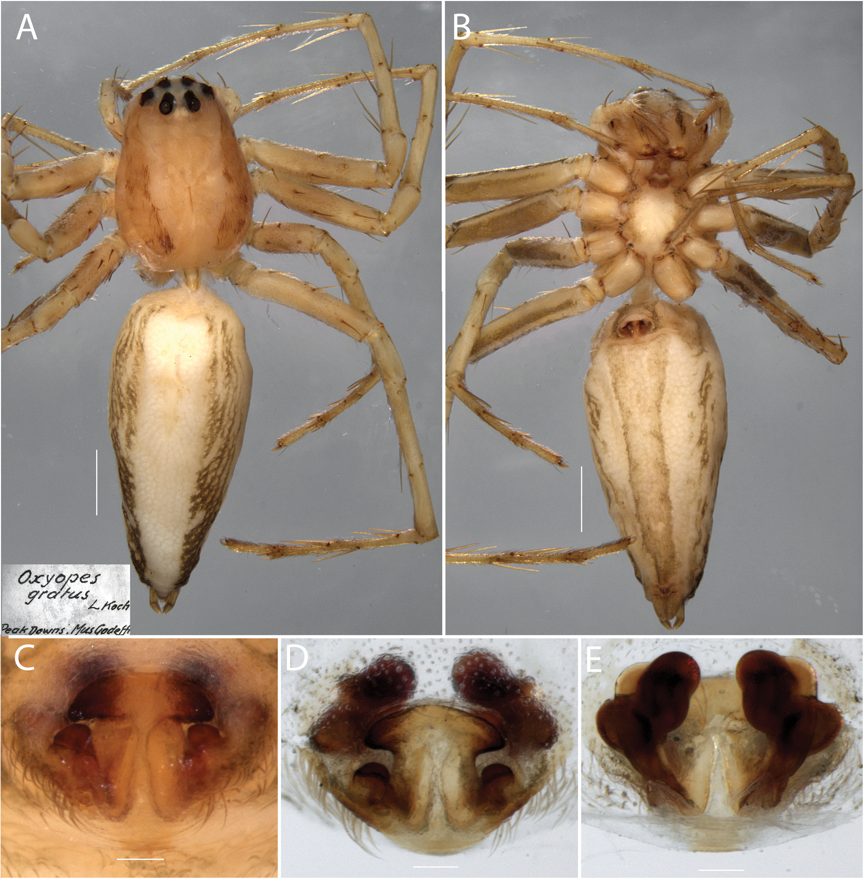 Oxyopes gratus Oxyopes gratus
