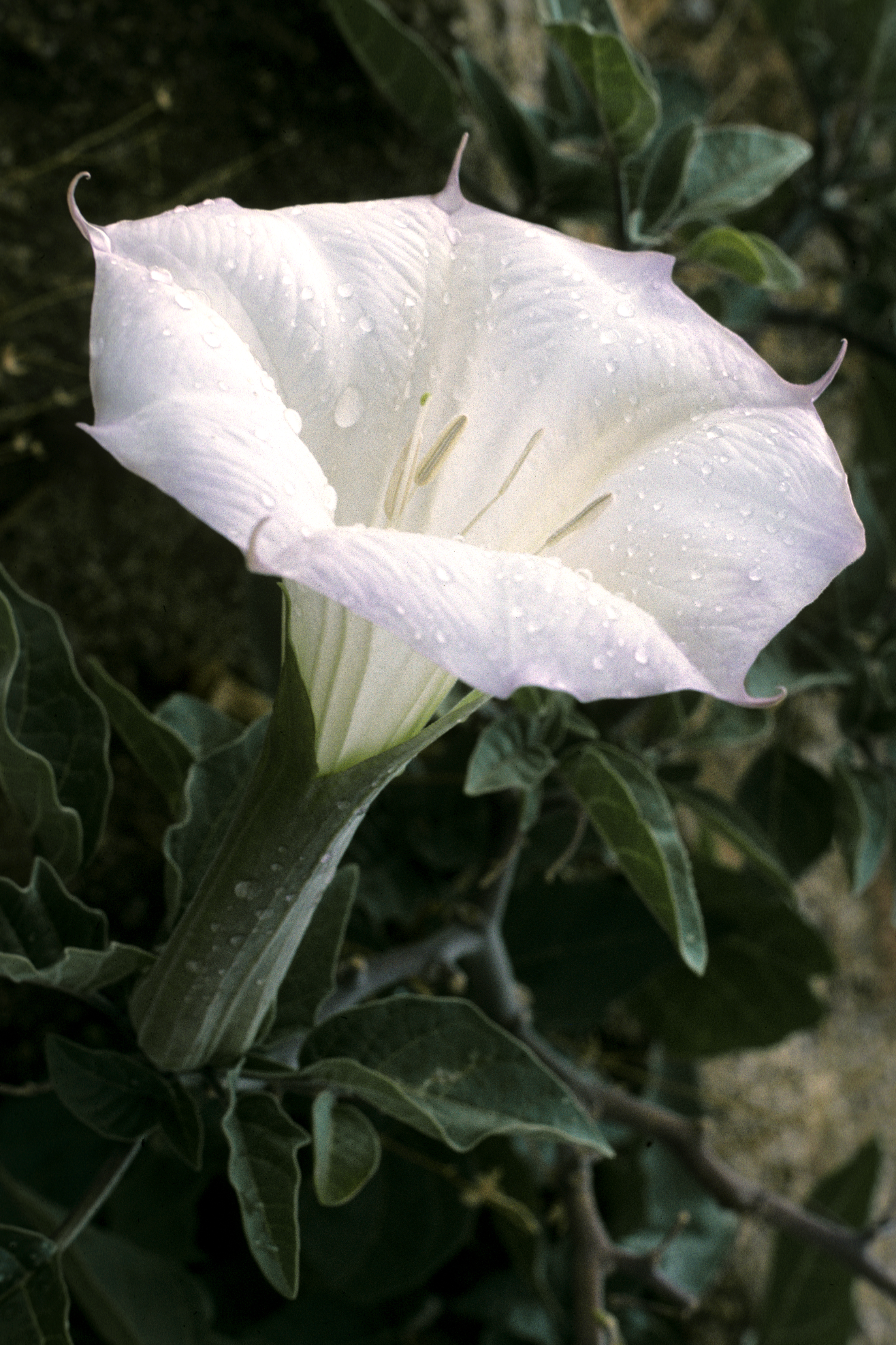 Datura Datura