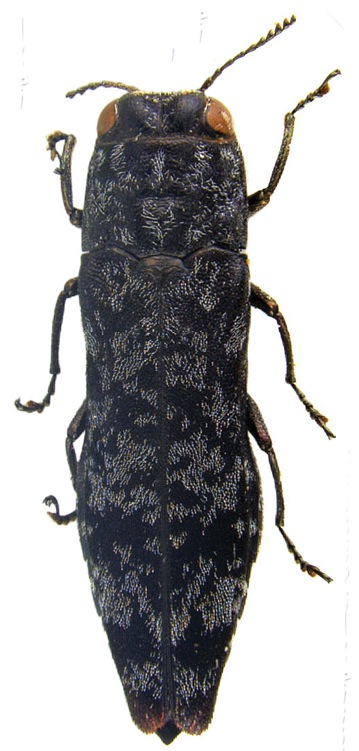 Agrilus inamoenus Agrilus inamoenus