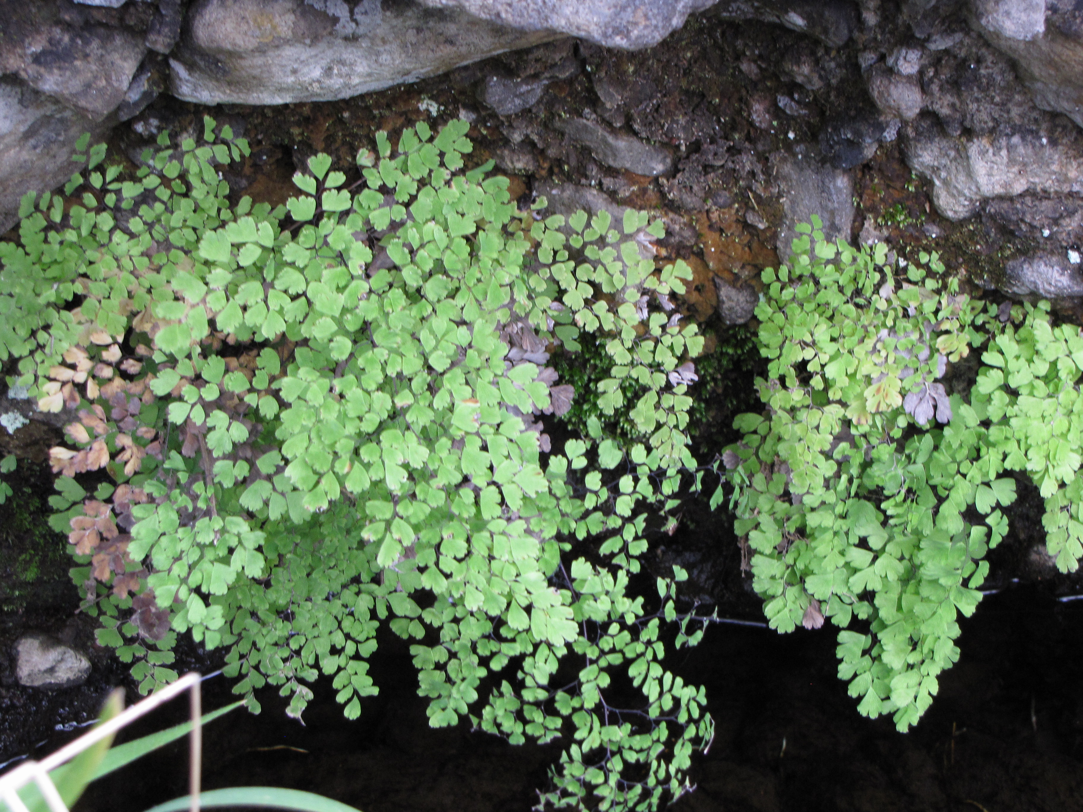 Adiantum raddianum Adiantum raddianum