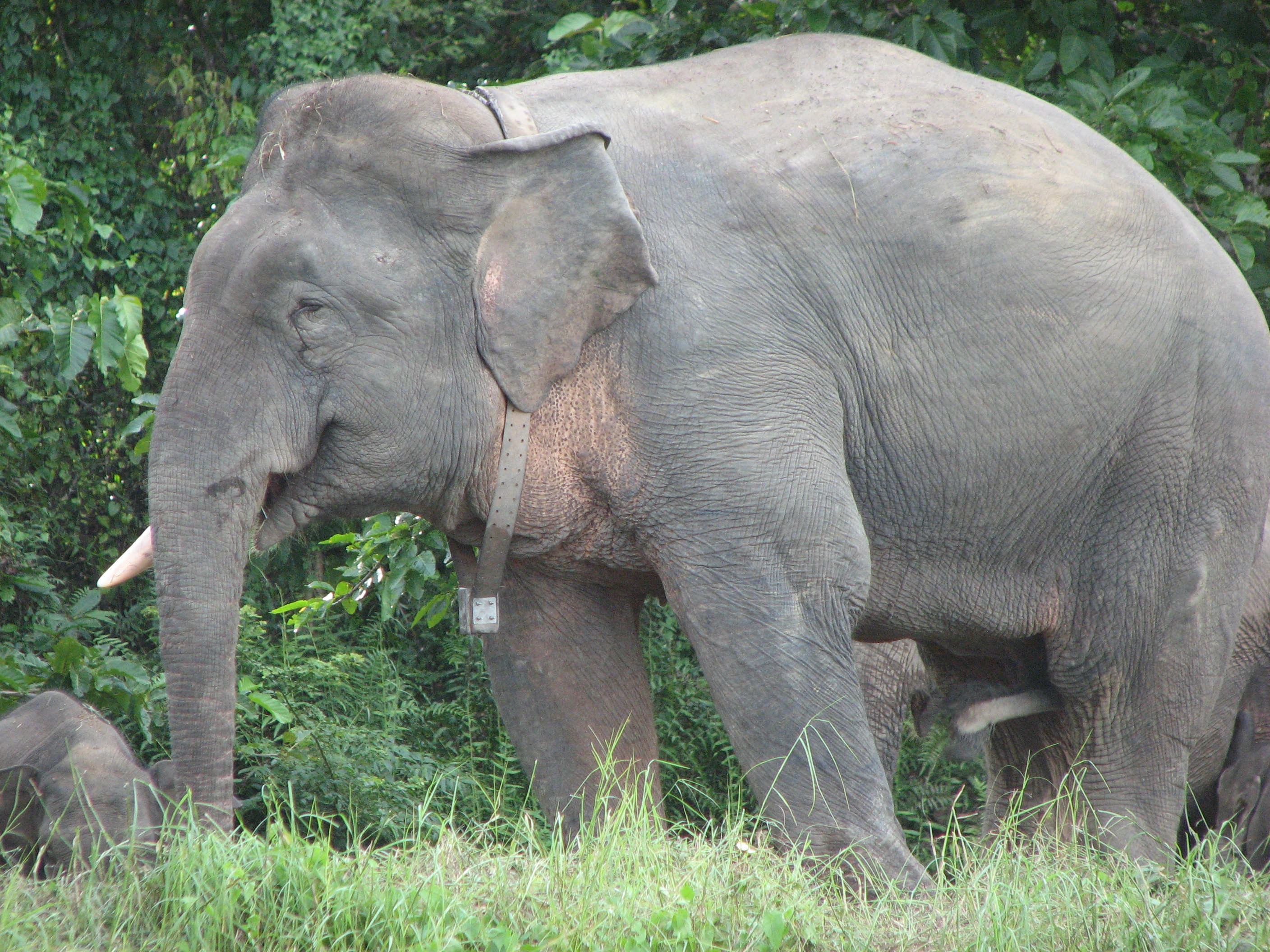 Gajah kalimantan Gajah kalimantan