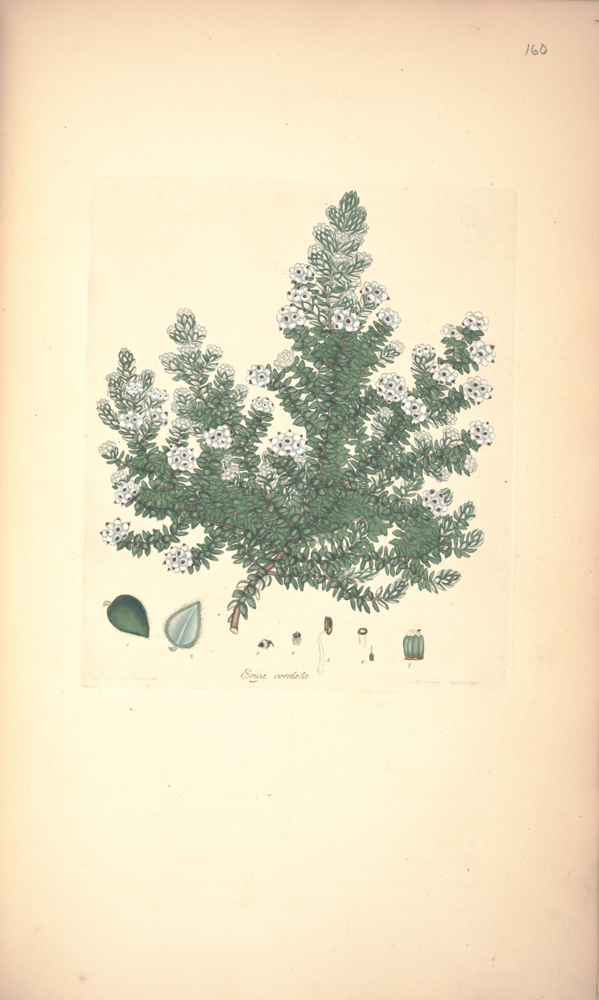 Erica cordata Erica cordata