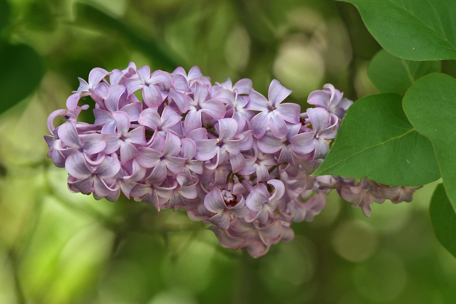 Syringa vulgaris Syringa vulgaris