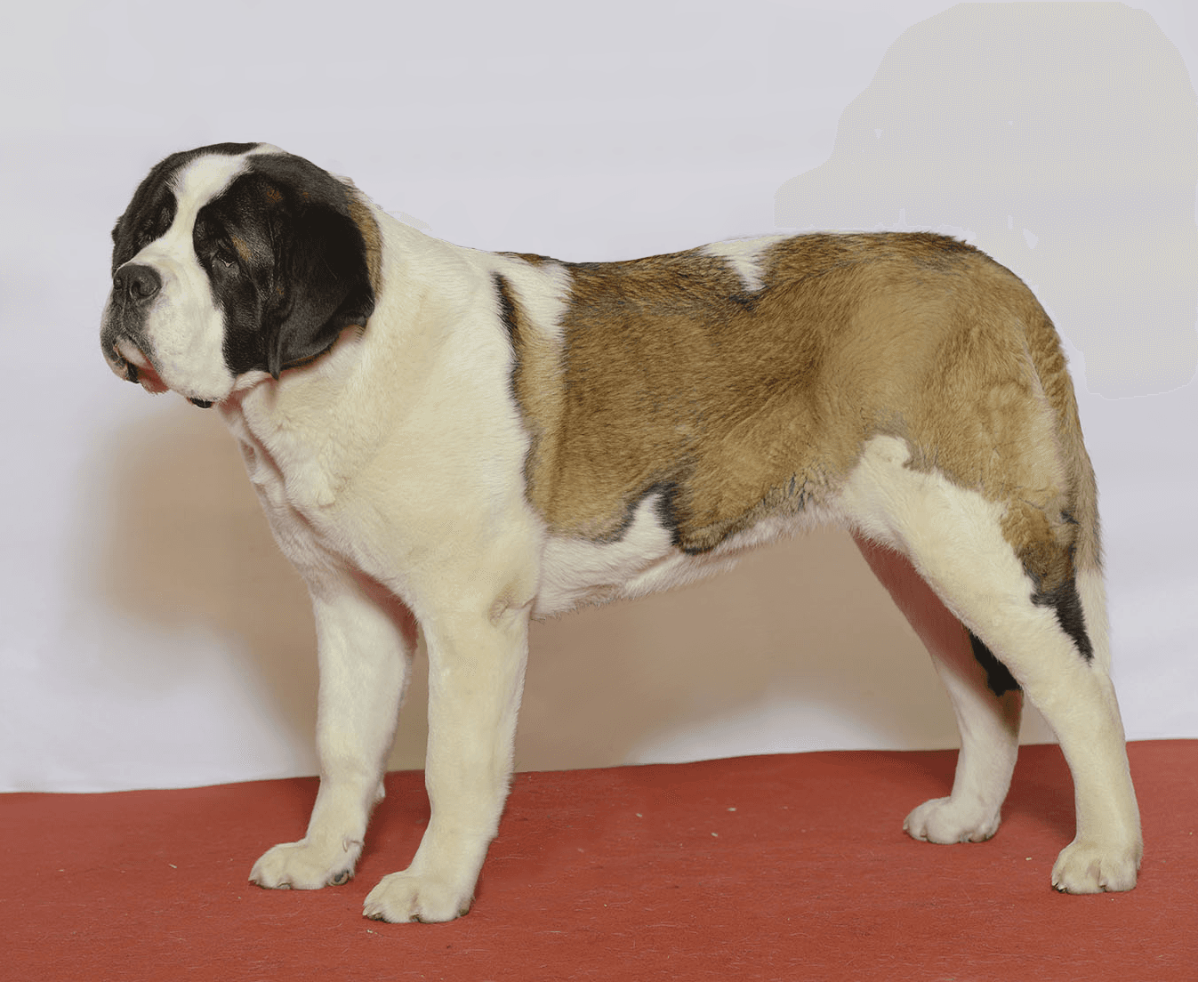 St. Bernard (anjing) St. Bernard (anjing)