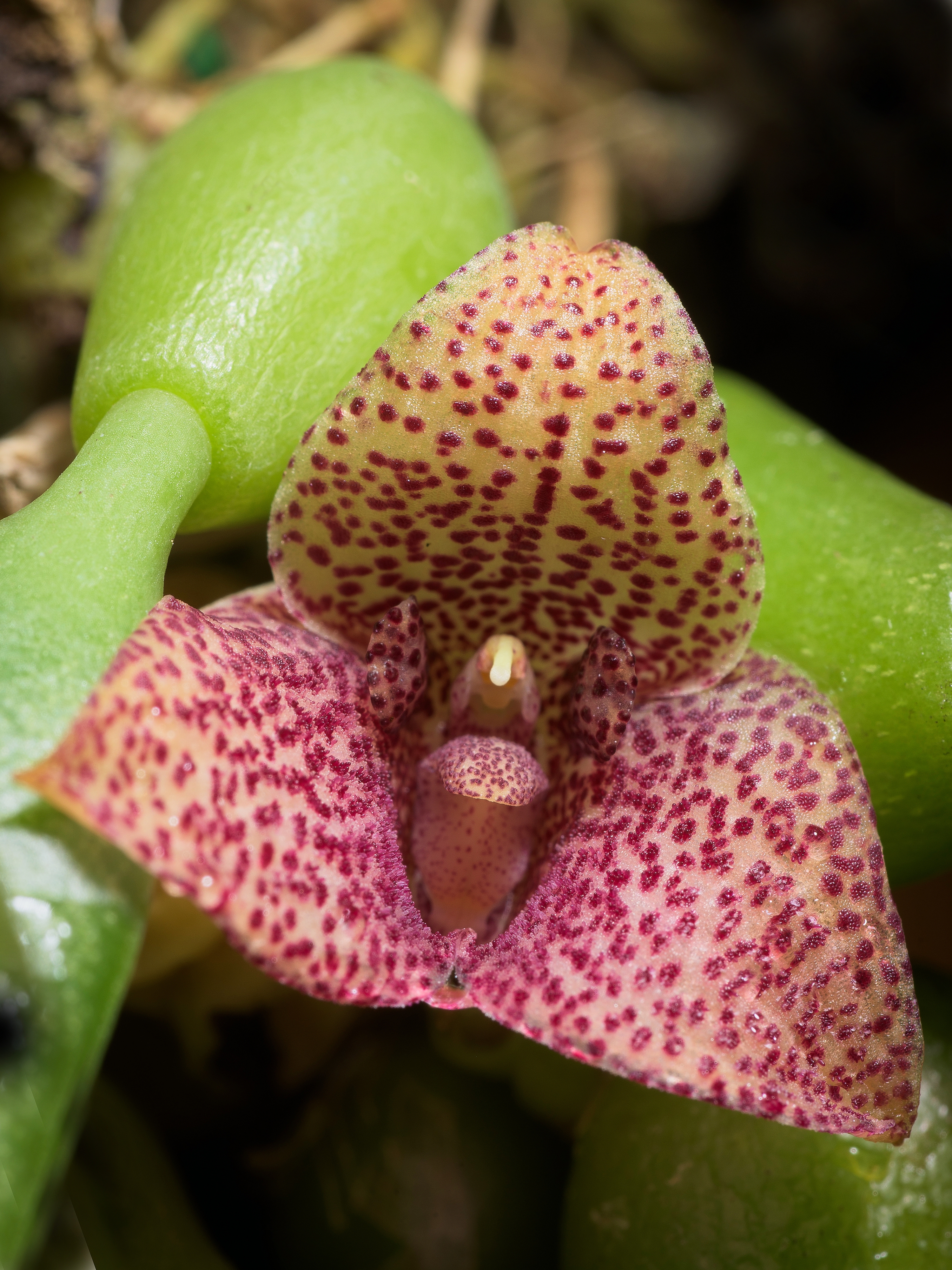 Bulbophyllum pictum Bulbophyllum pictum