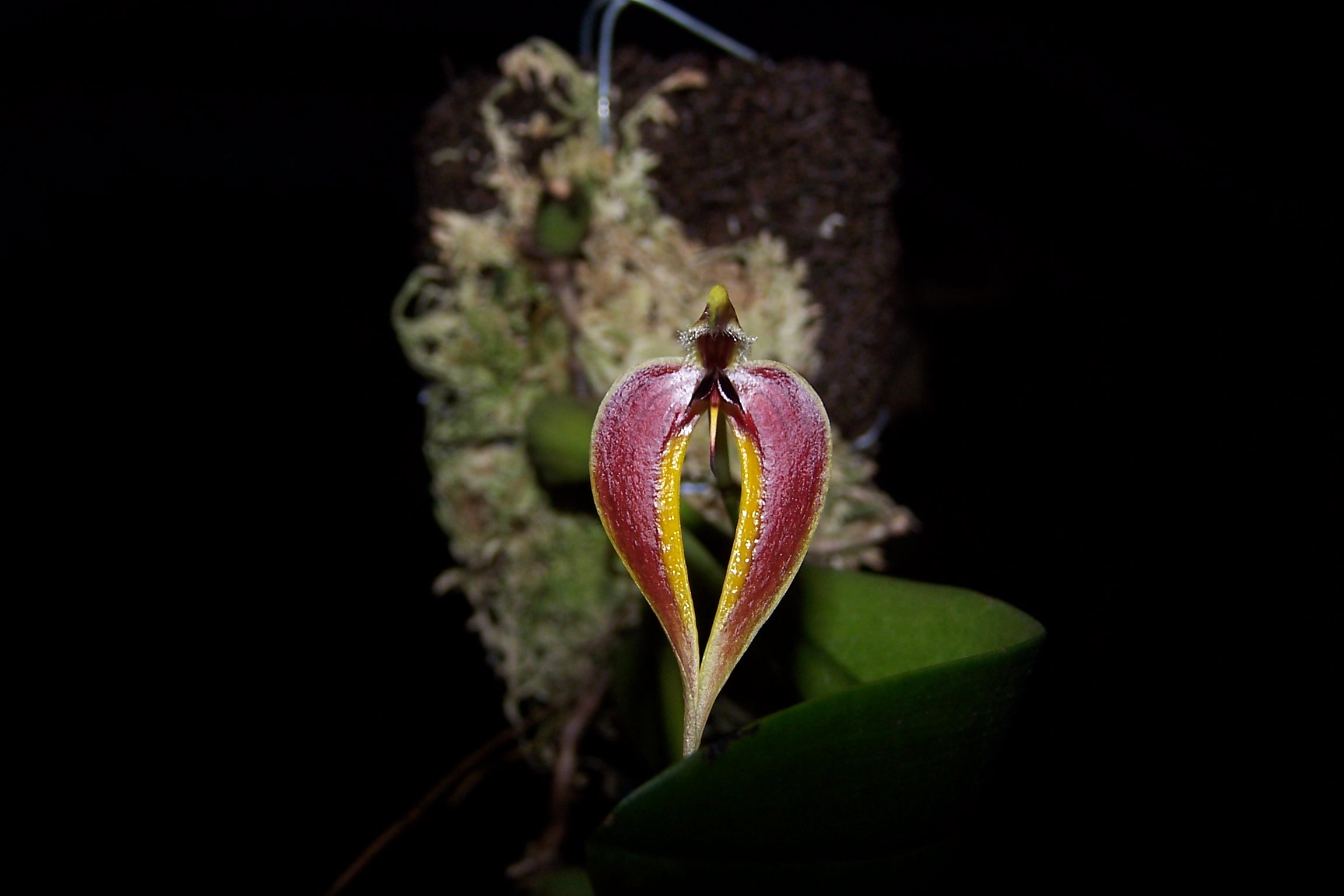 Bulbophyllum maxillare Bulbophyllum maxillare