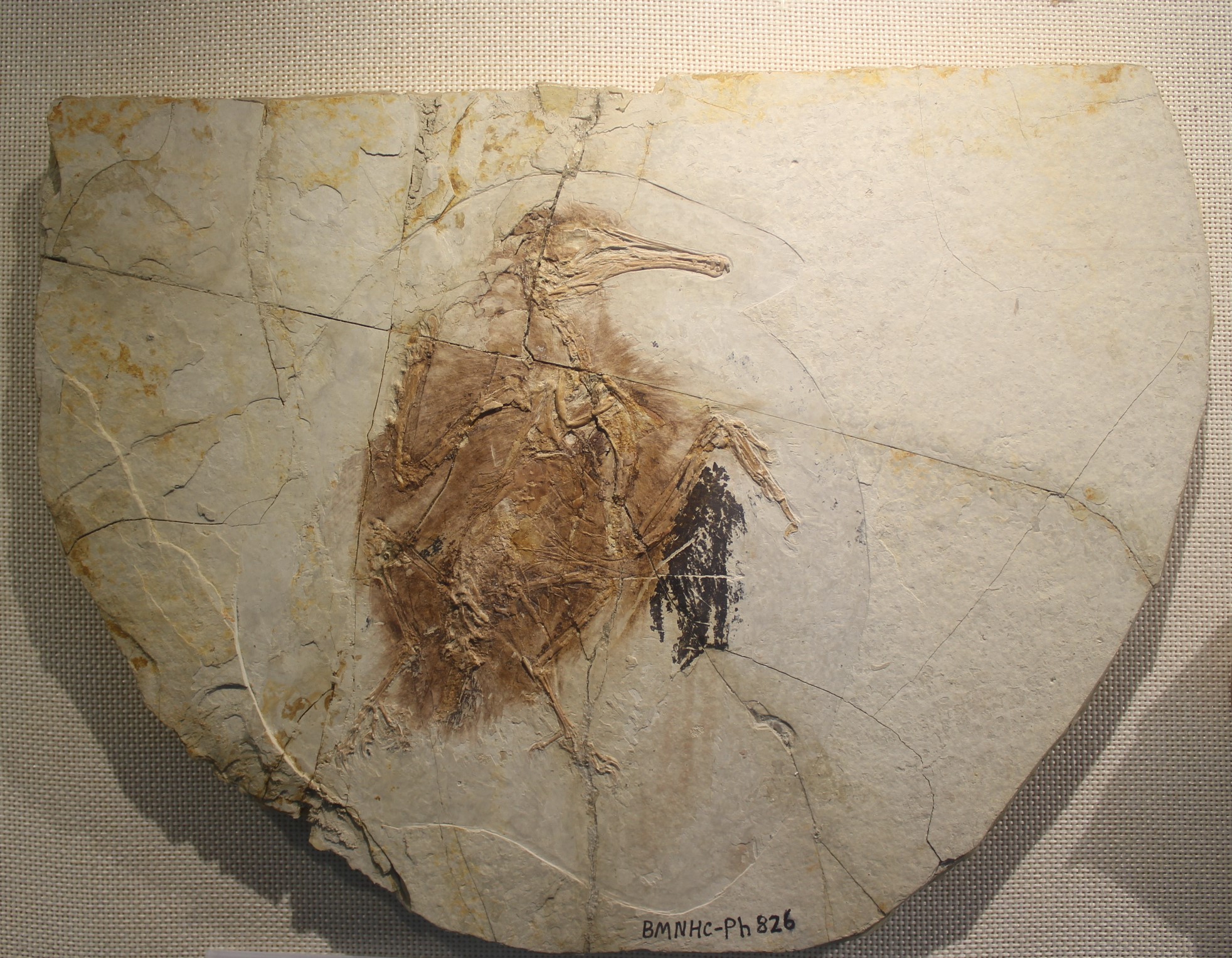 Longipteryx Longipteryx