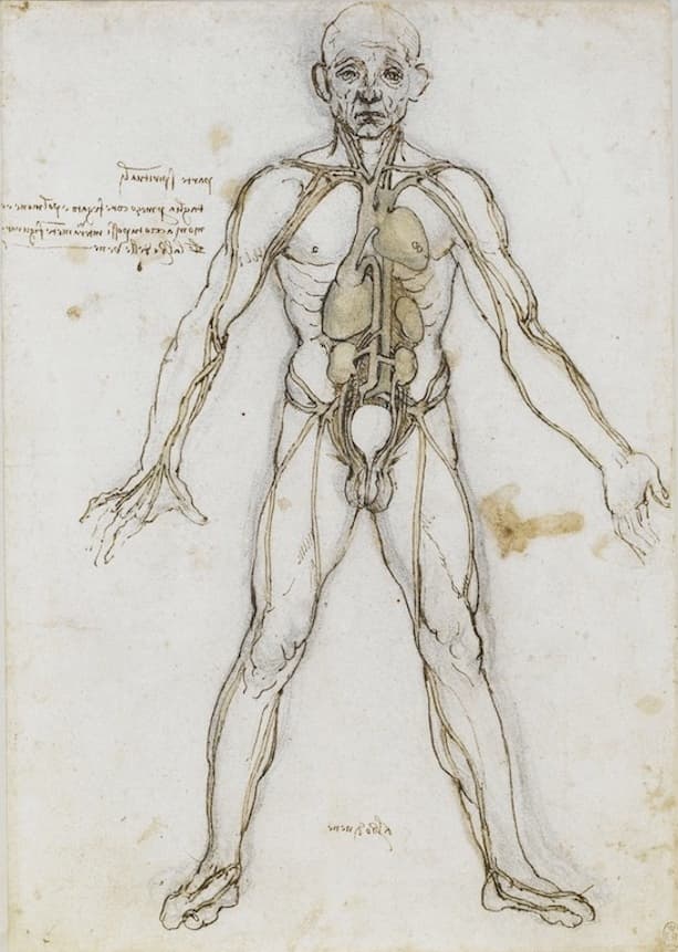 Anatomi manusia Anatomi manusia