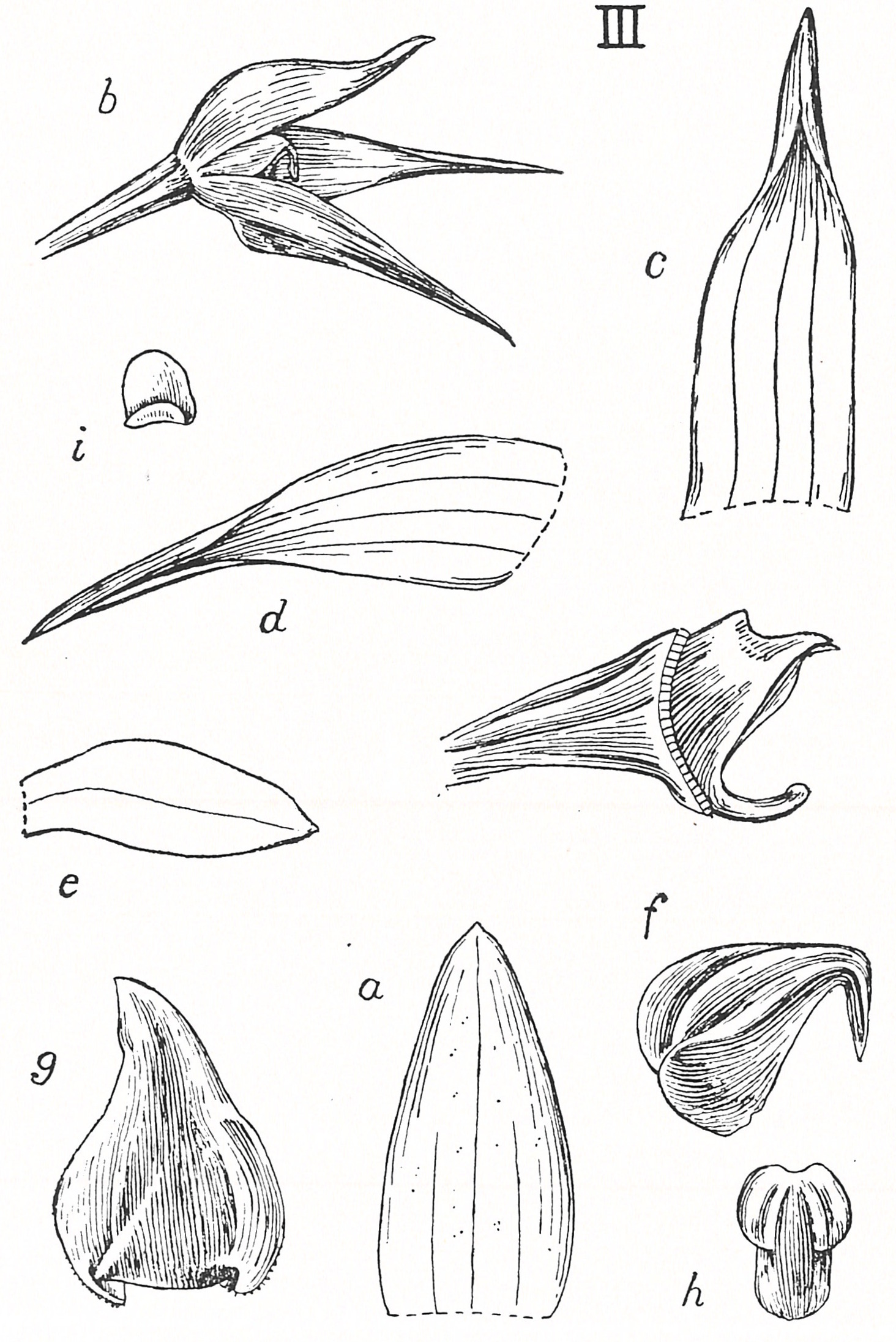 Bulbophyllum igneum Bulbophyllum igneum