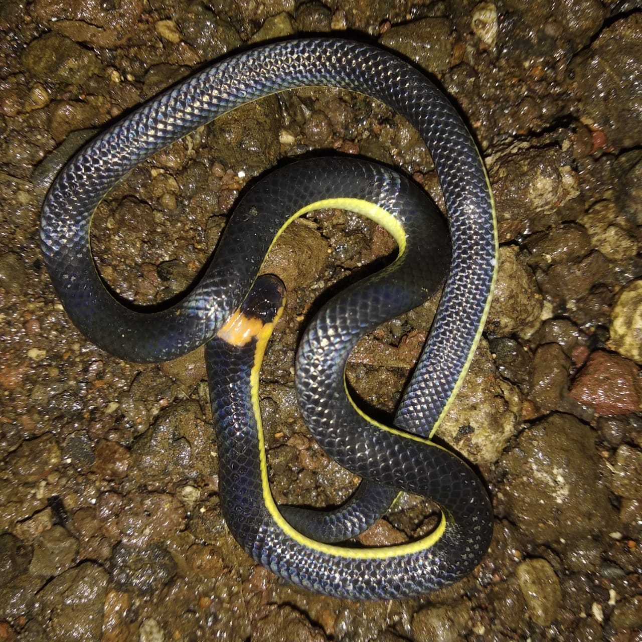 Surapari siluman Surapari siluman