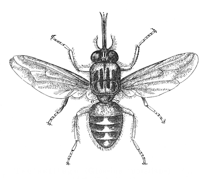 Lalat Tsetse Lalat Tsetse