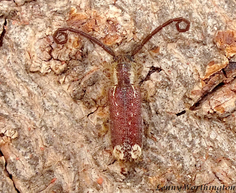 Sophronica apicalis Sophronica apicalis