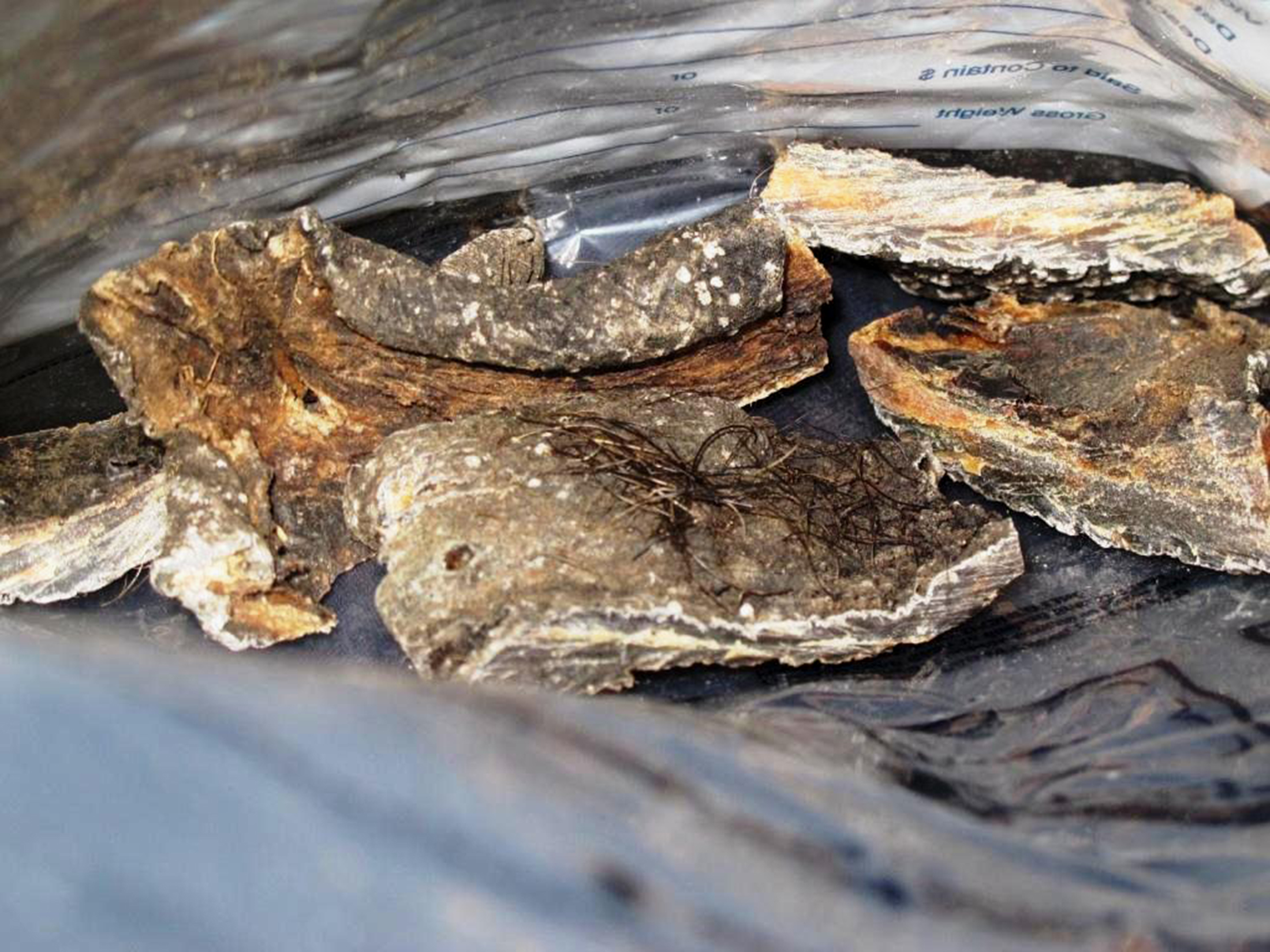 Daging gajah Daging gajah