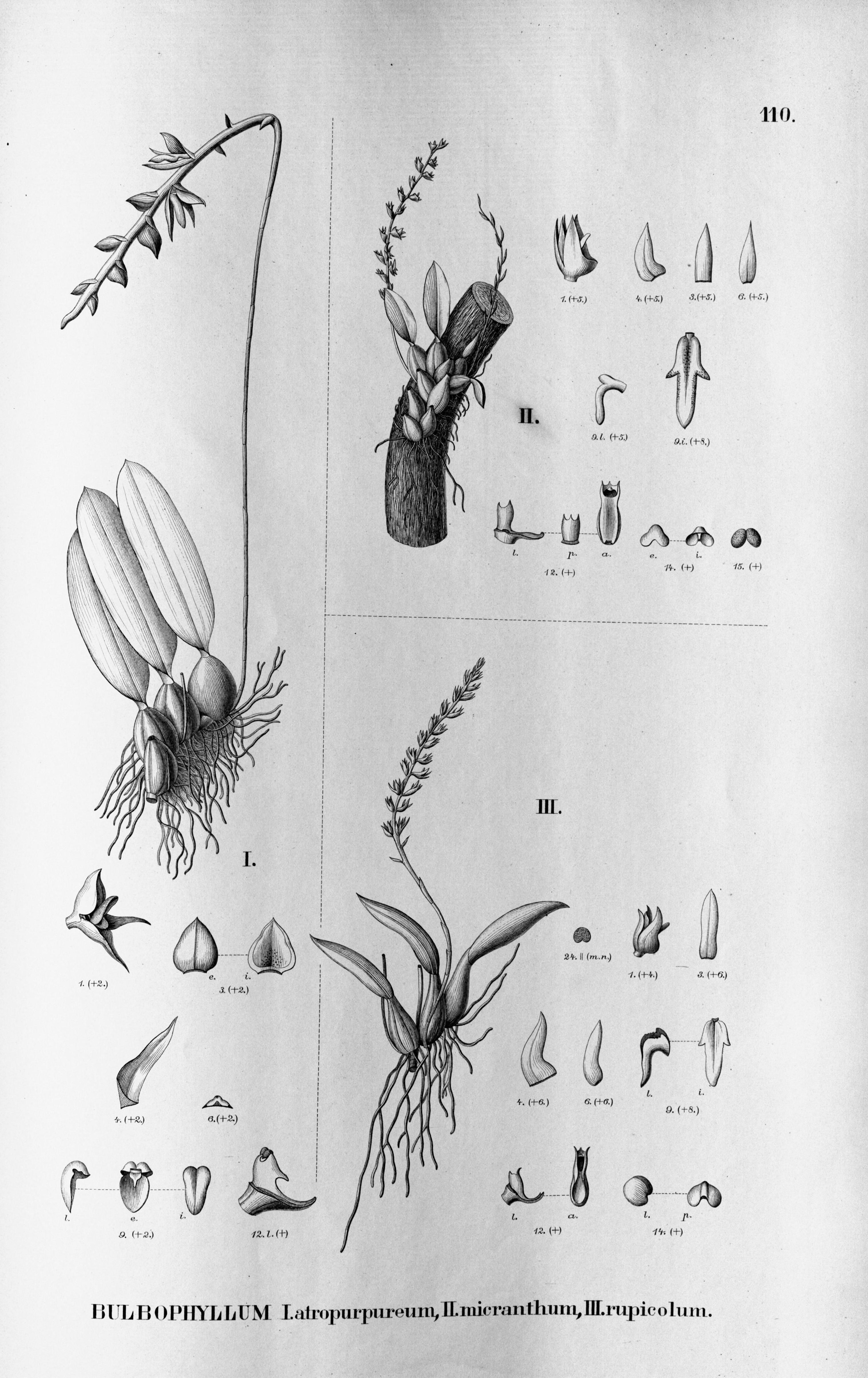 Bulbophyllum micranthum Bulbophyllum micranthum