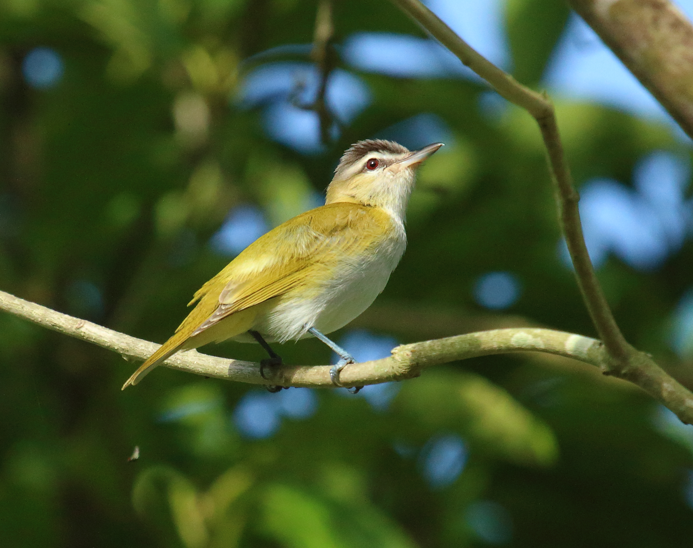 Vireo (genus) Vireo (genus)