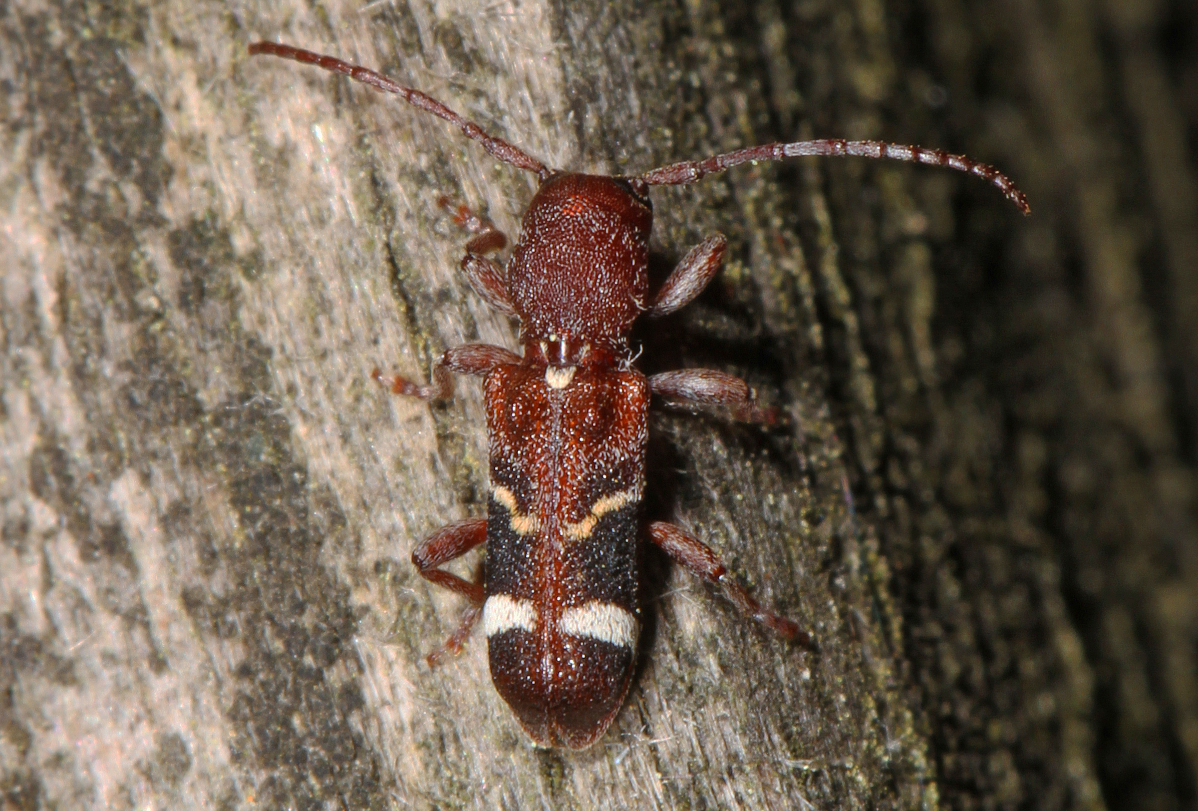 Psenocerus Psenocerus