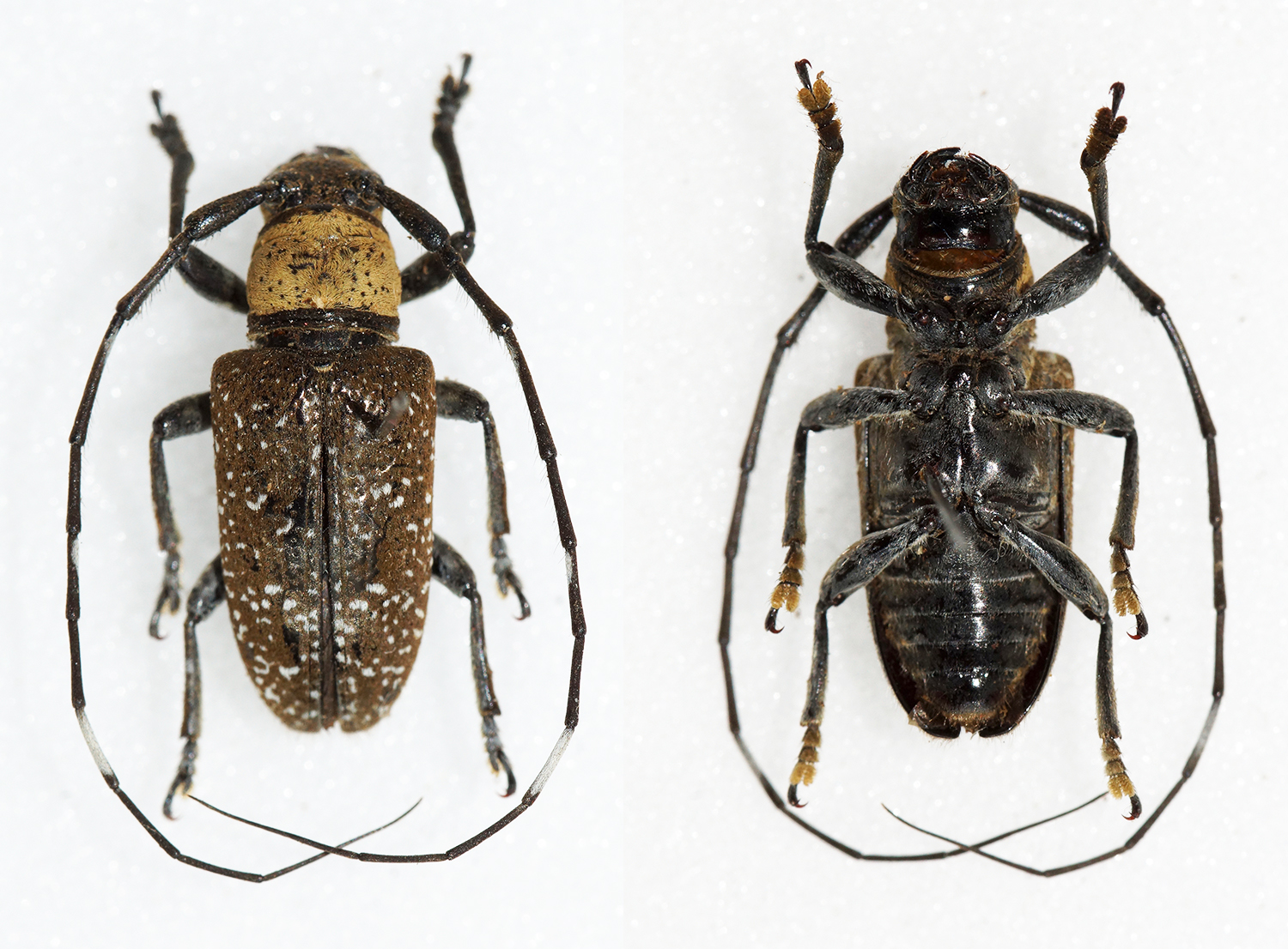 Eczemotellus Eczemotellus