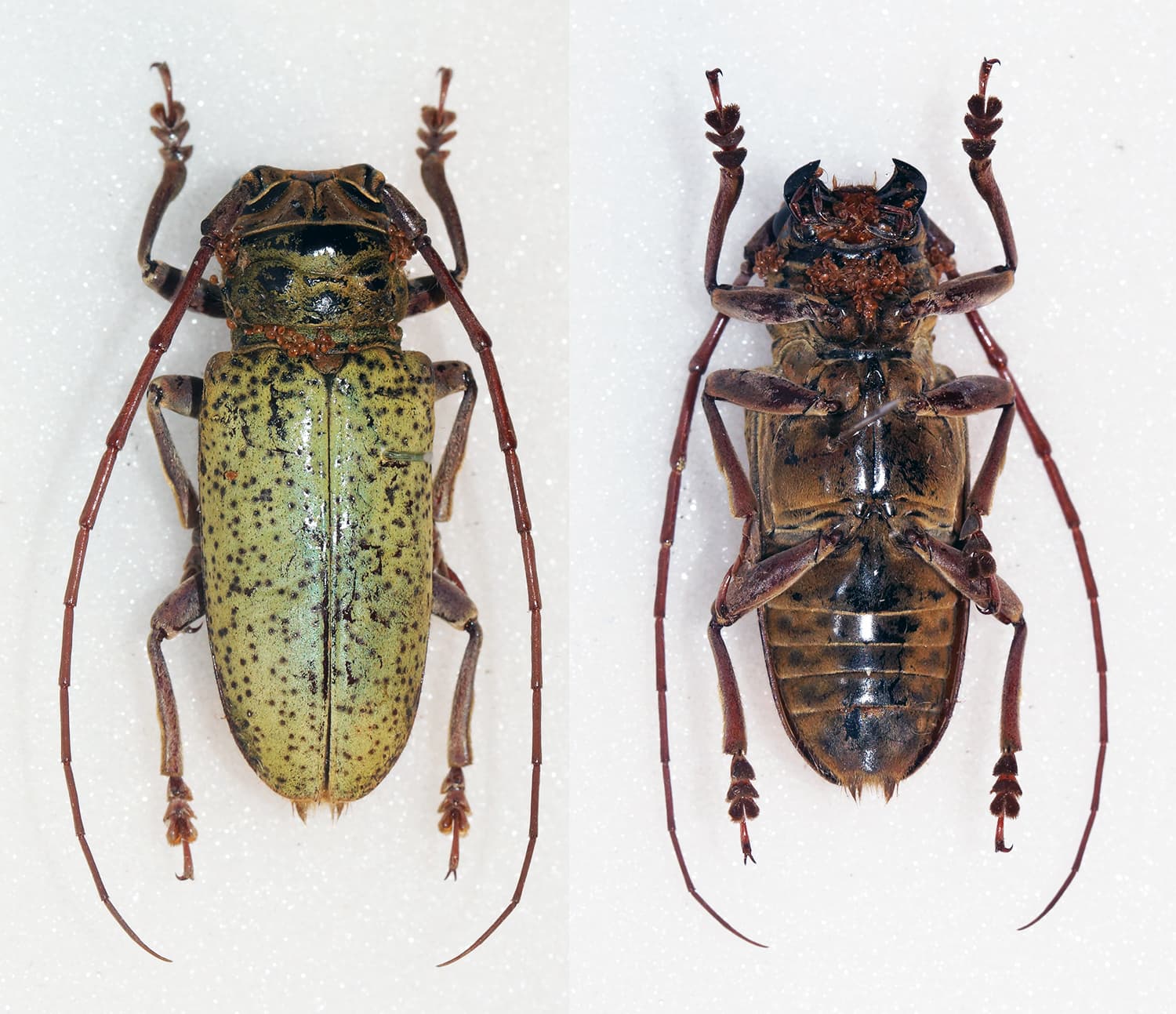 Prosopocera bicolor Prosopocera bicolor