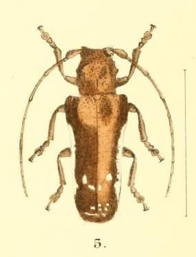 Batrachorhina albolateralis Batrachorhina albolateralis