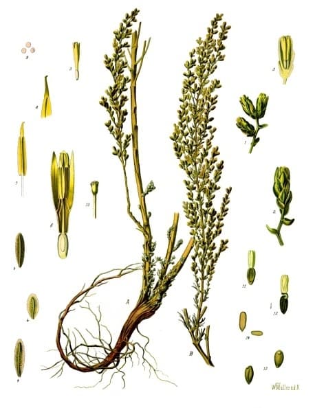 Artemisia Artemisia