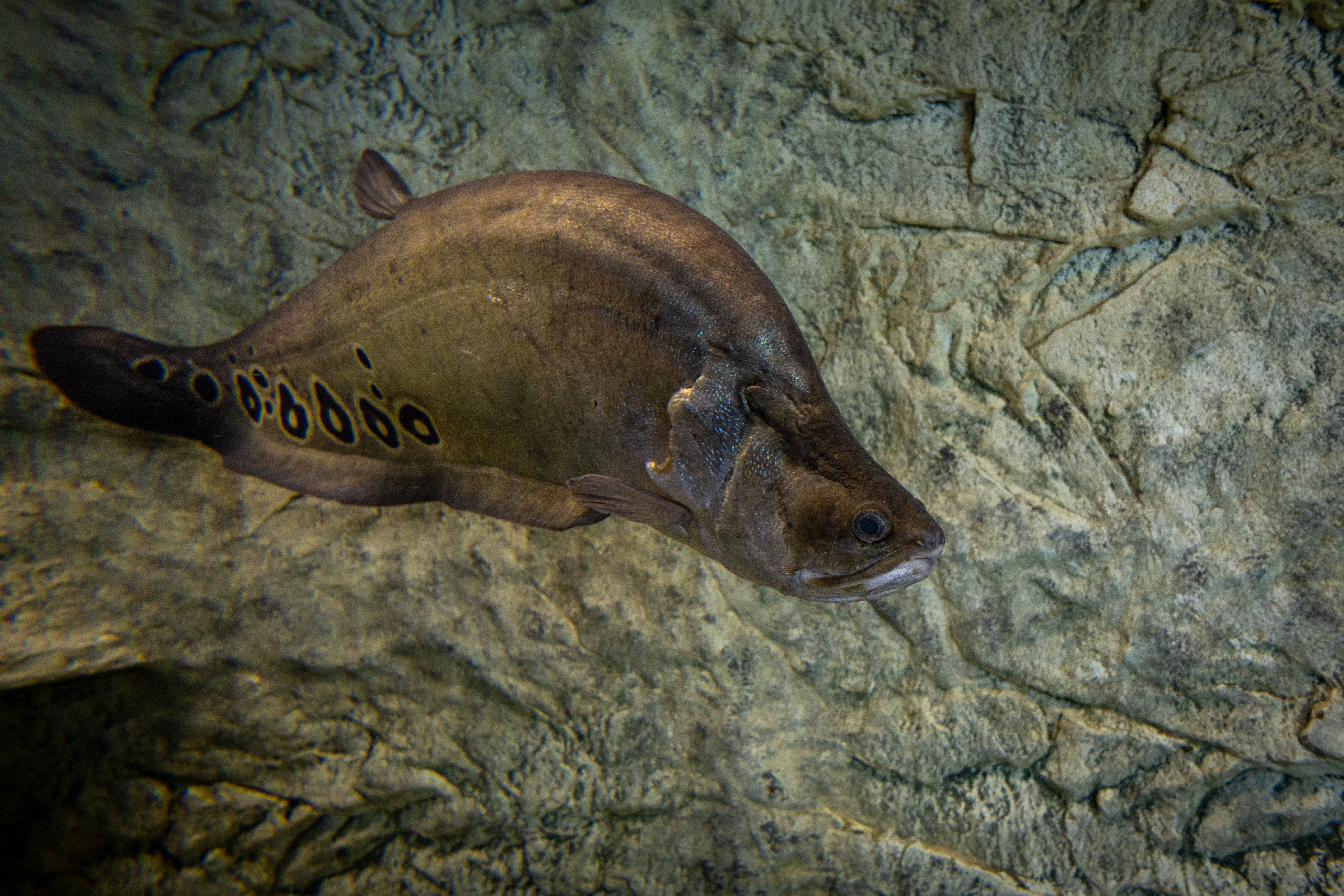 Ikan belida Ikan belida