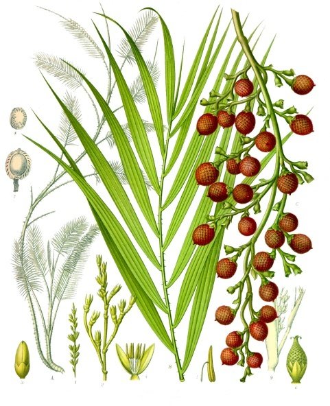 Rotan jernang besar Rotan jernang besar