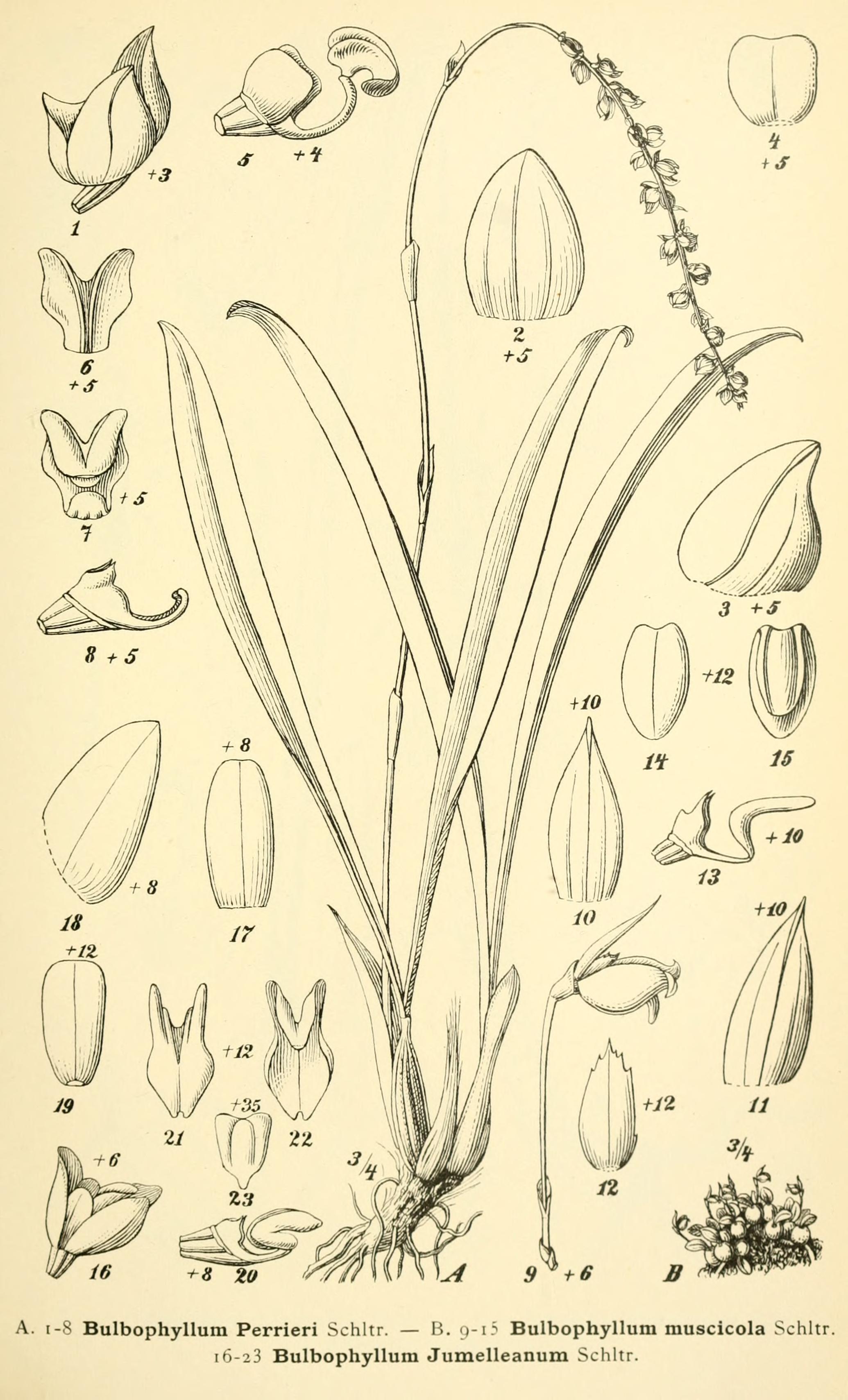 Bulbophyllum perrieri Bulbophyllum perrieri