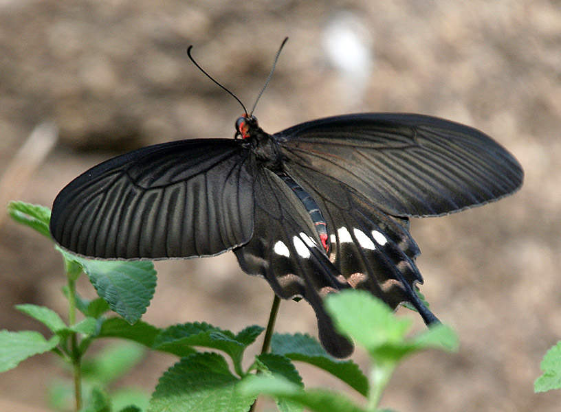 Atrophaneura aristolochiae Atrophaneura aristolochiae