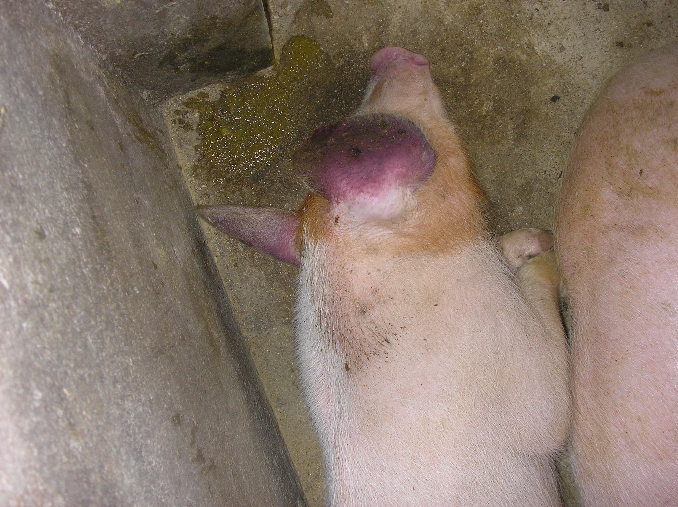 Sindrom reproduksi dan respirasi babi Sindrom reproduksi dan respirasi babi