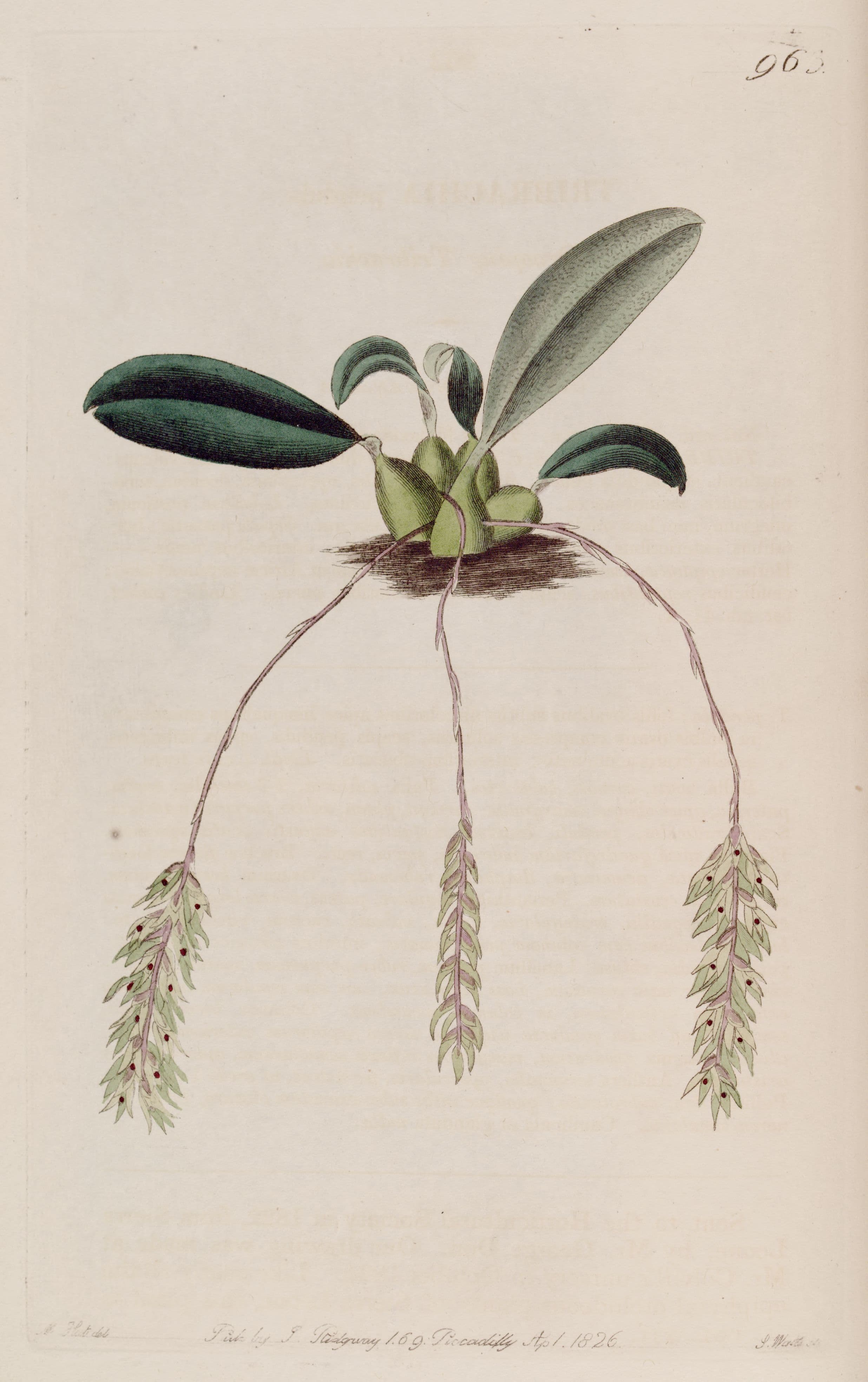 Bulbophyllum pendulum Bulbophyllum pendulum