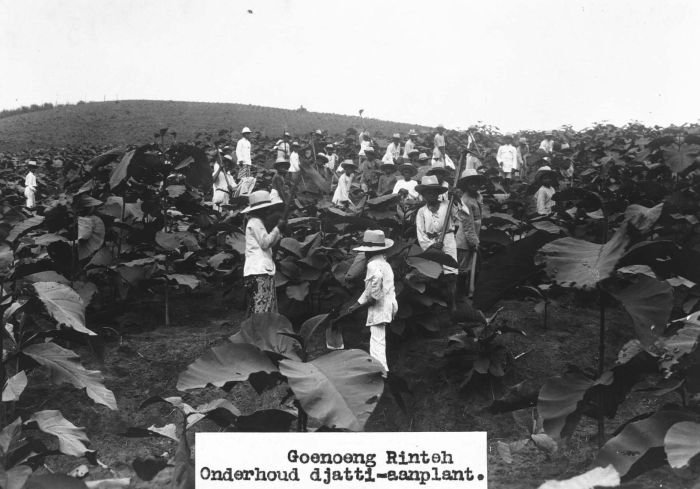 Gunung Rintis, Sinembah Tanjung Muda Hilir, Deli Serdang Gunung Rintis, Sinembah Tanjung Muda Hilir, Deli Serdang